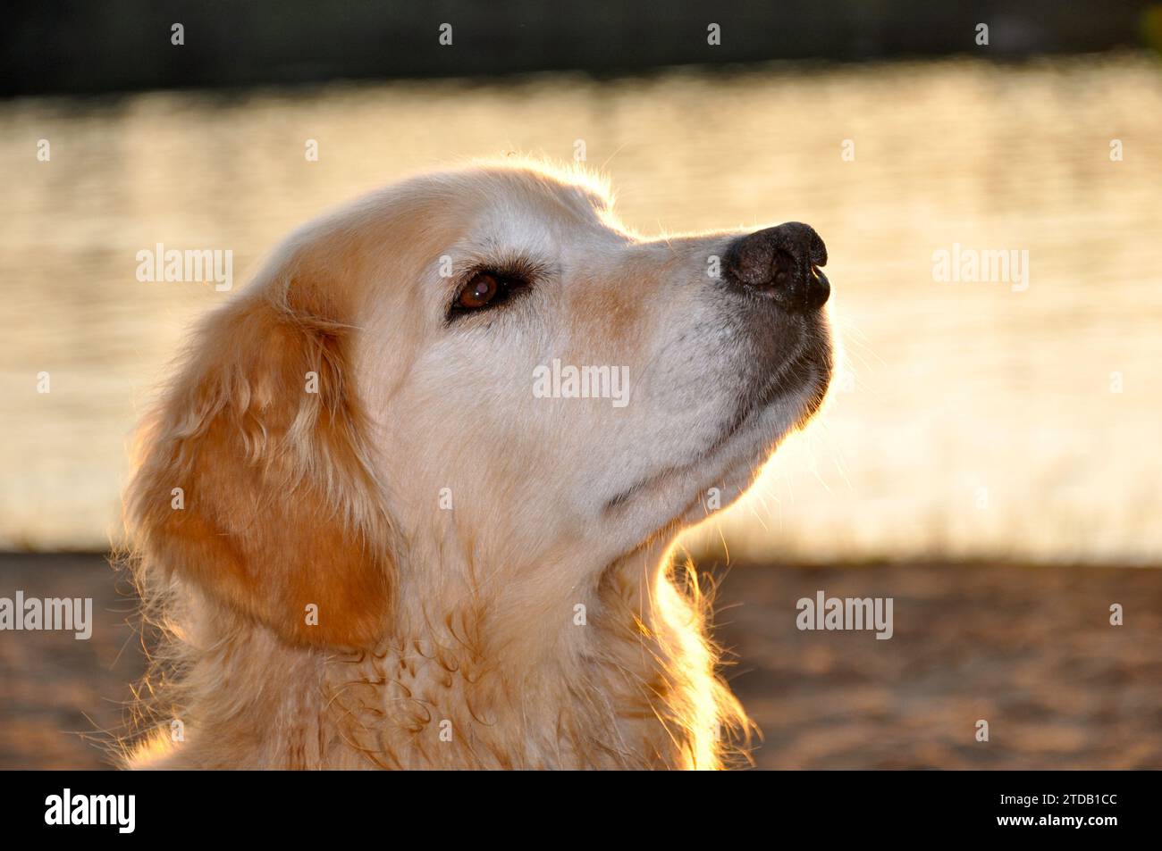 Un bel Golden retriever senior gode del tramonto. Foto Stock