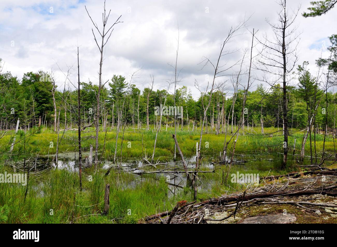 Un prato bagnato allagato è l'habitat principale per castori e dighe di castori. Foto Stock
