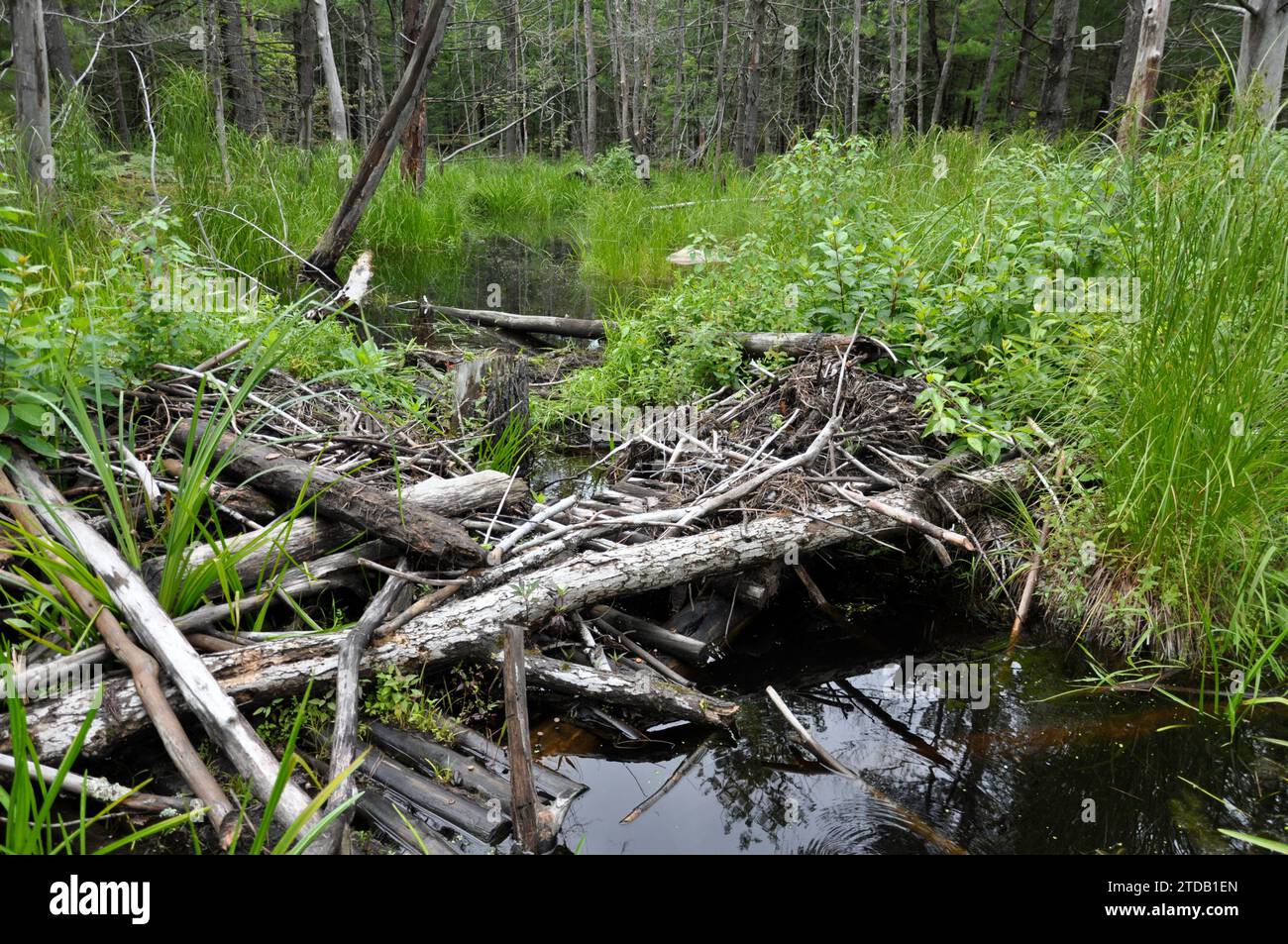 Un prato bagnato allagato è l'habitat principale per castori e dighe di castori. Foto Stock