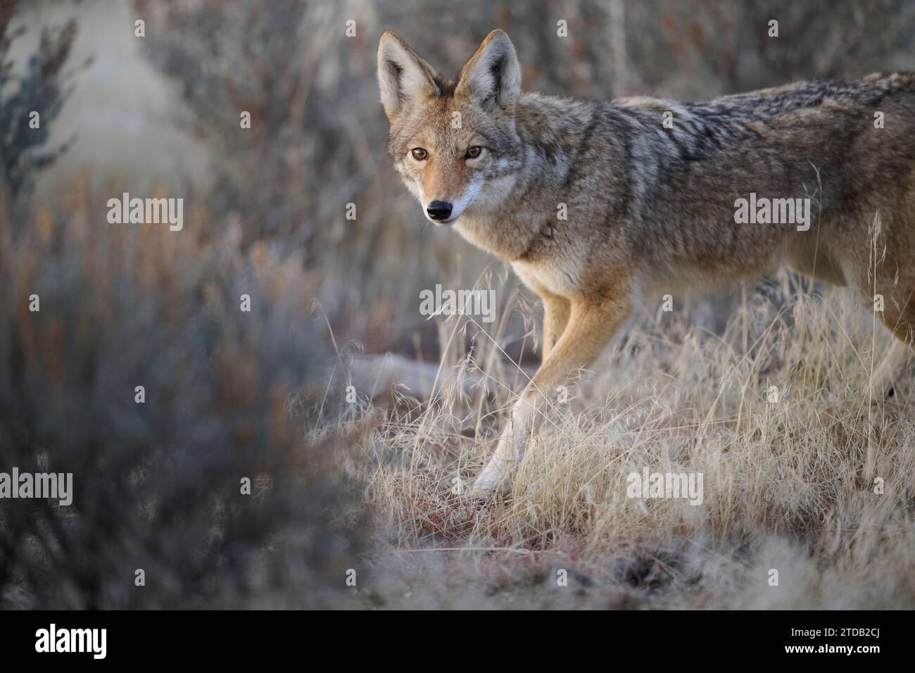 Coyote nello Utah Foto Stock