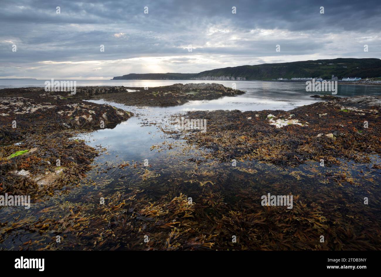 Alghe e piscine rocciose sull'isola di Rathlin. Contea di Antrim, Irlanda del Nord. REGNO UNITO. Foto Stock