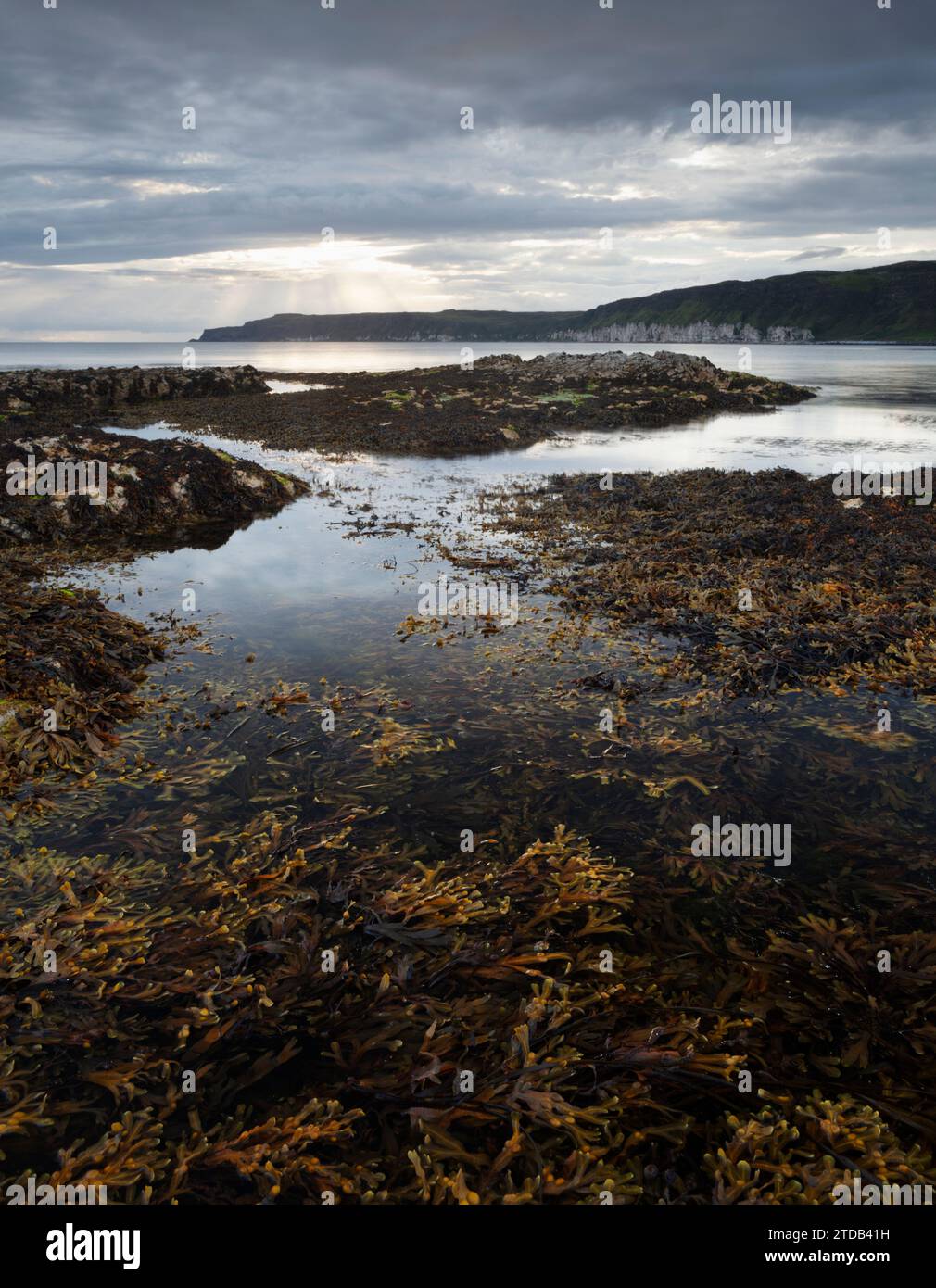 Alghe e piscine rocciose sull'isola di Rathlin. Contea di Antrim, Irlanda del Nord. REGNO UNITO. Foto Stock