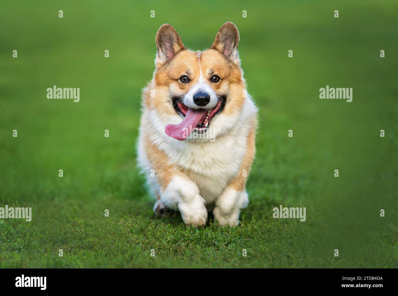 il carino corgi corre allegramente attraverso l'erba nel giardino primaverile e sorride Foto Stock