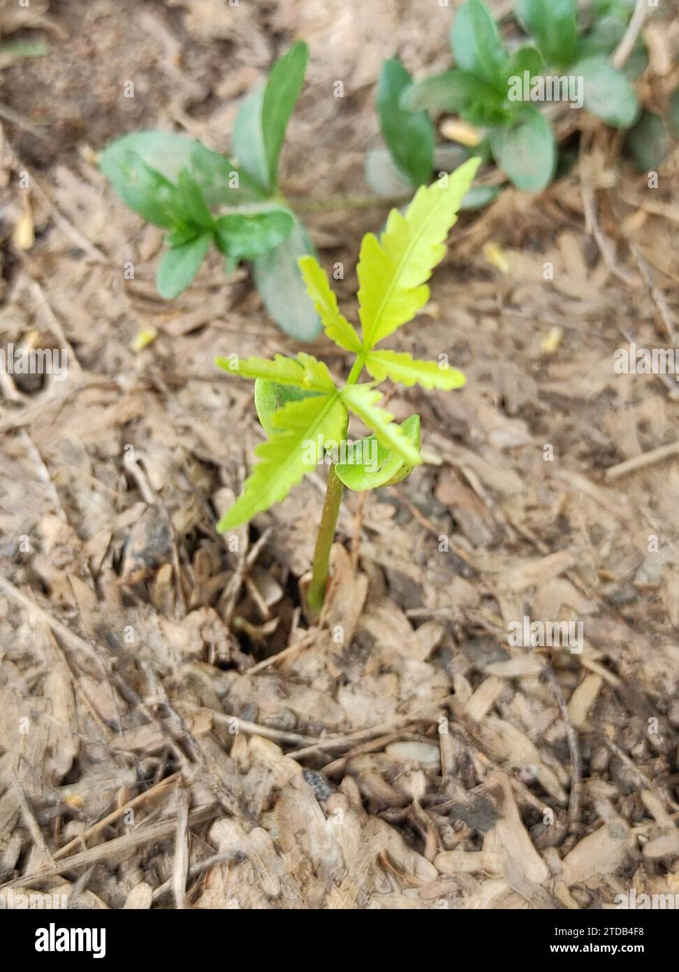 Una pianta di Neem Tree Young Leaves cresce in FM Foto Stock