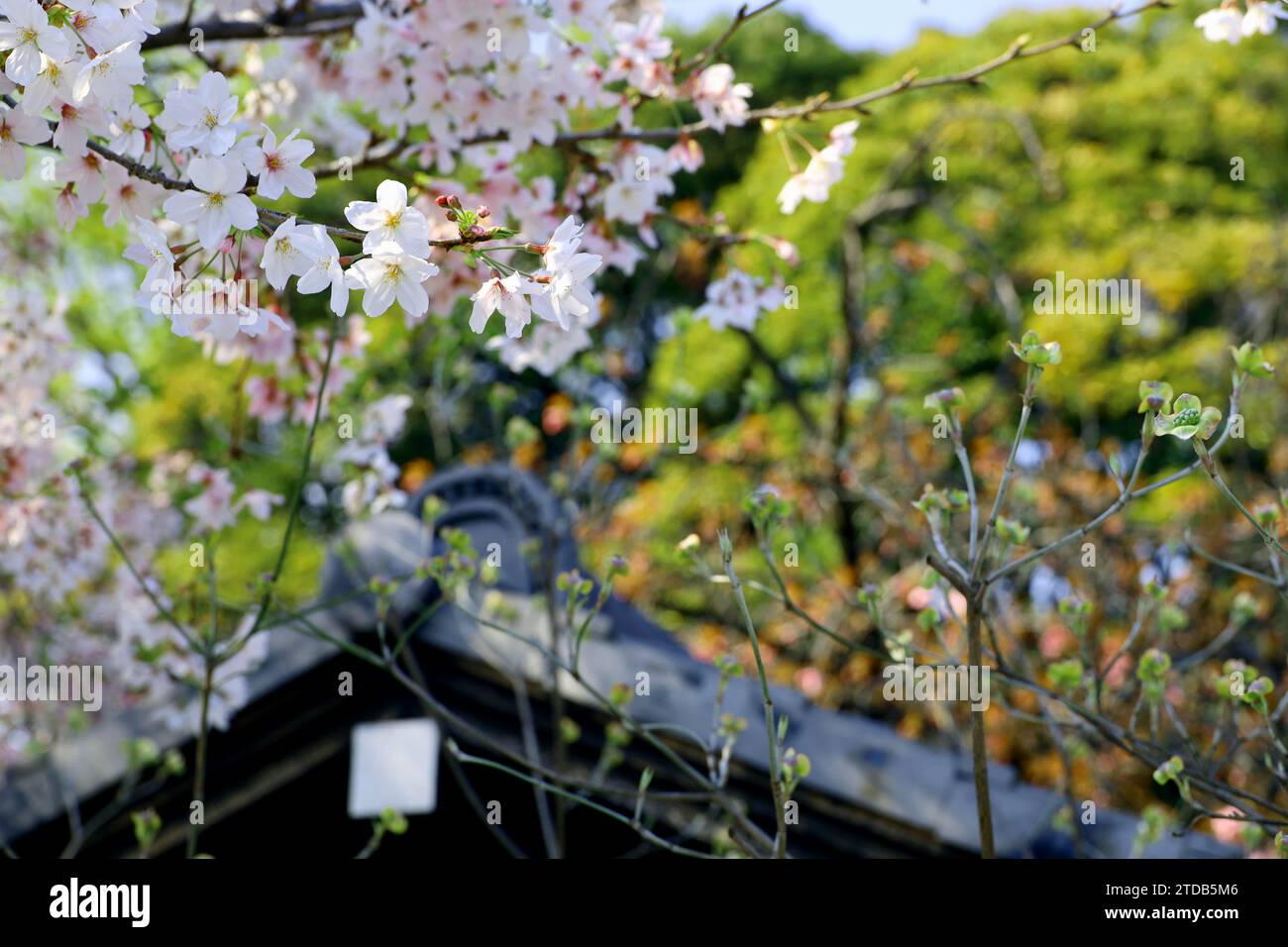 Scenario primaverile del Giappone con fiori di ciliegio in fiore Foto Stock