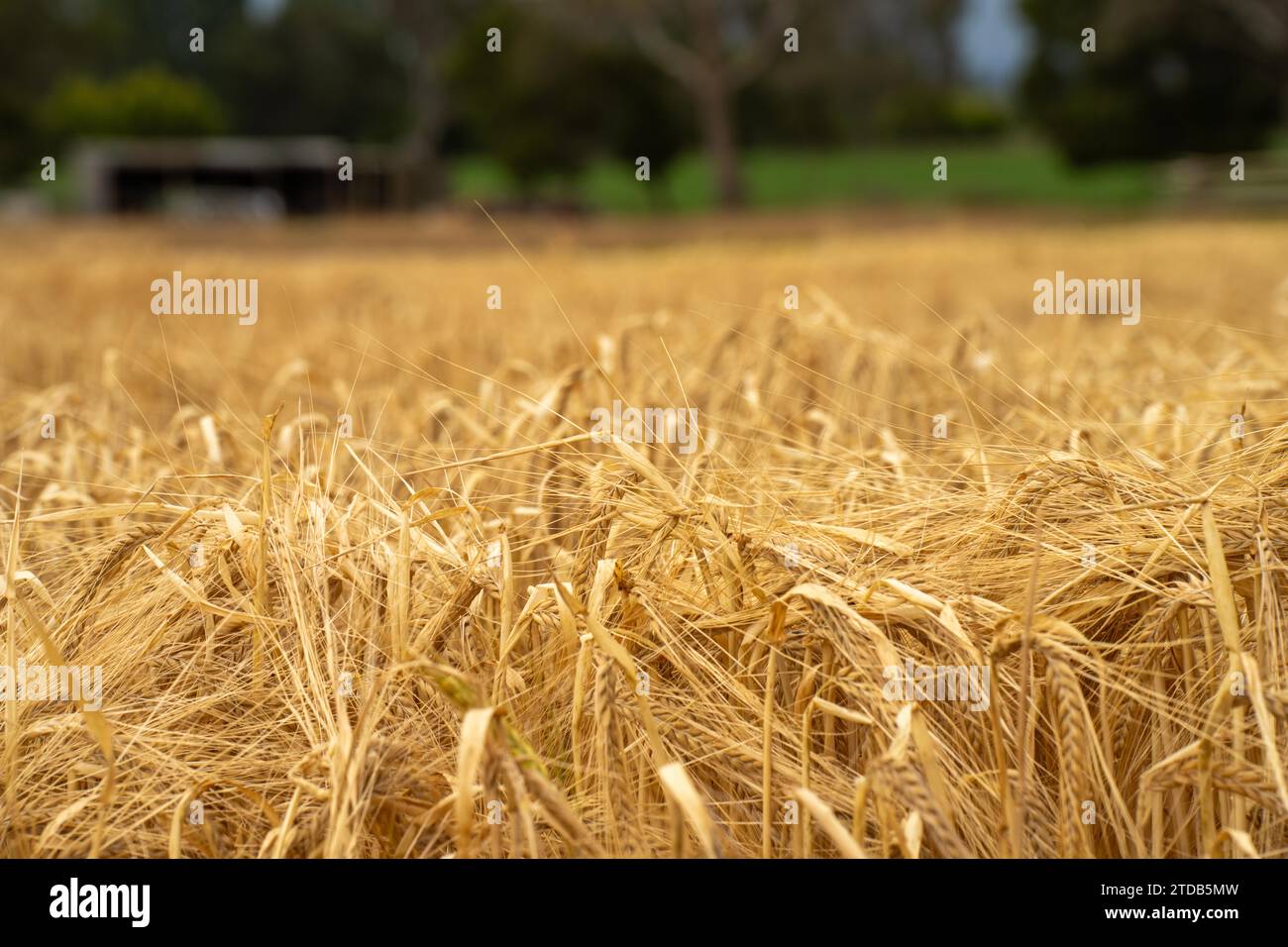 azienda agricola rigenerativa. Coltivare grano e orzo coltivare agricoltura sostenibile in Australia coltivando ranch Foto Stock