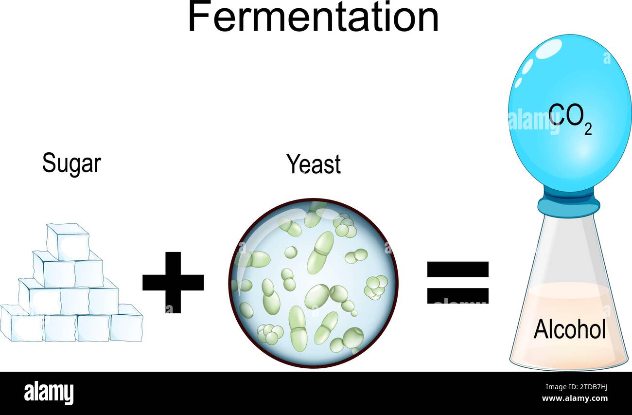 La fermentazione è un processo metabolico: Consuma zucchero con lievito o batteri in assenza di ossigeno. Il risultato sono acidi organici, gas o alcool. Illustrazione Vettoriale