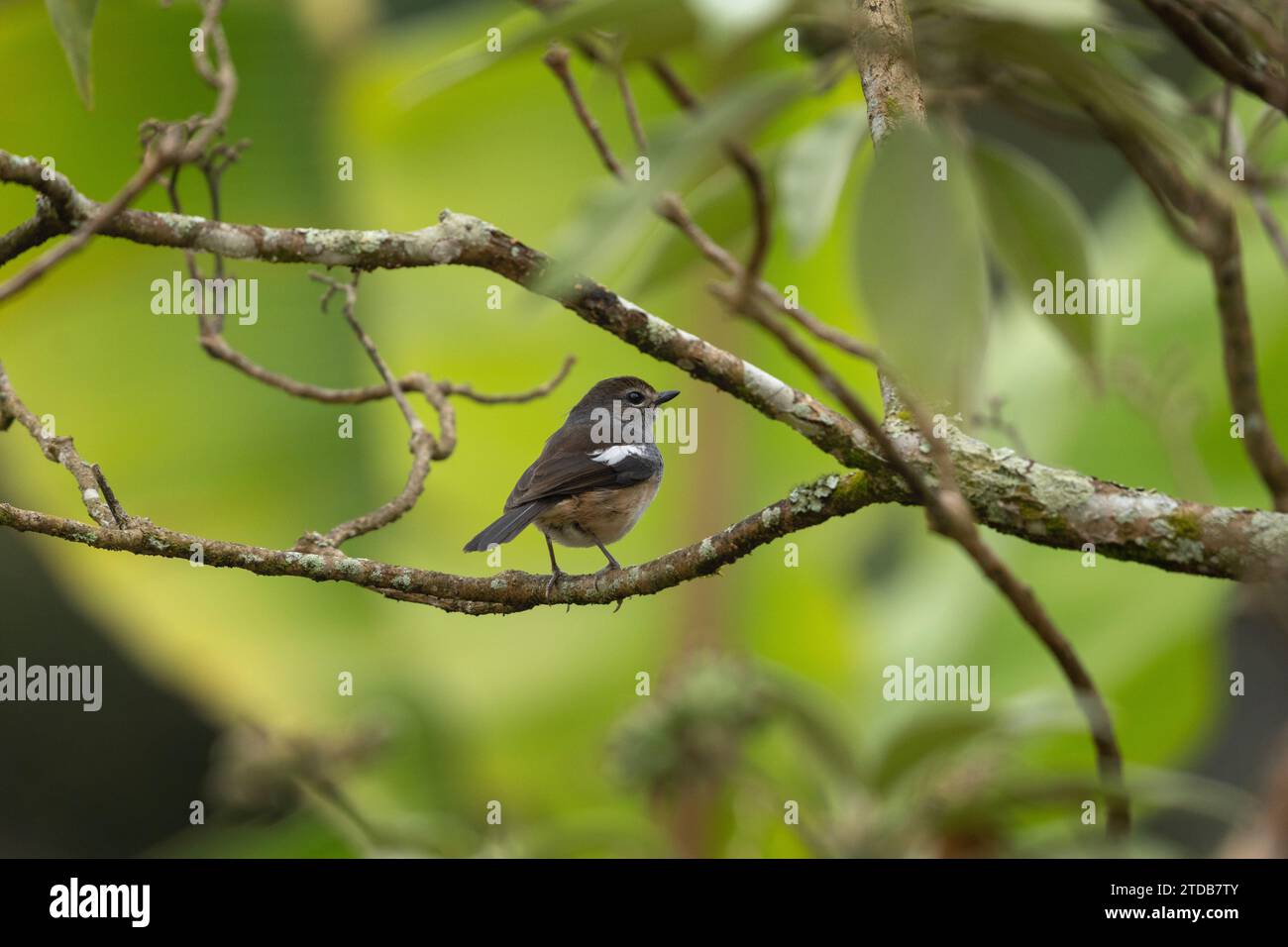 robin magpie orientale nella foresta del Madagascar. Copsychus saularis in habitat naturale. Uccello marrone con macchie bianche sulle ali. Foto Stock