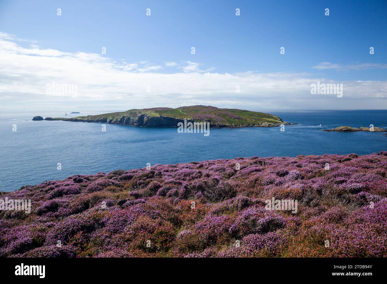 Il vitello dell'uomo. Isola di Man, Regno Unito. Foto Stock