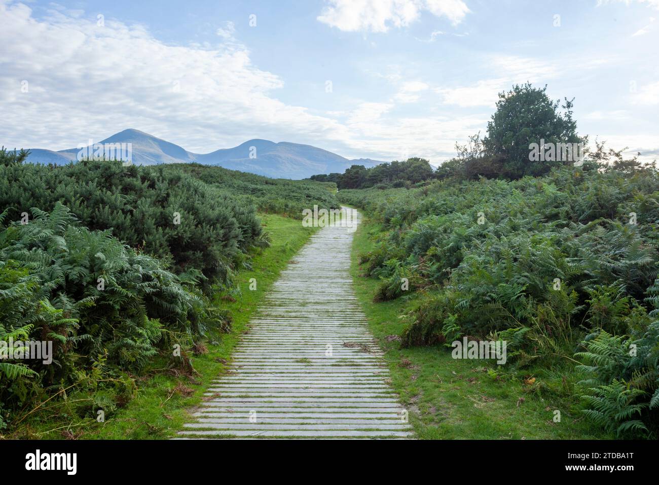Le Mourne Mountains dalla riserva naturale nazionale di Murlough. Contea di Down, Irlanda del Nord, Regno Unito. Foto Stock