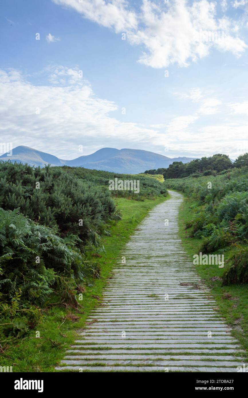 Le Mourne Mountains dalla riserva naturale nazionale di Murlough. Contea di Down, Irlanda del Nord, Regno Unito. Foto Stock