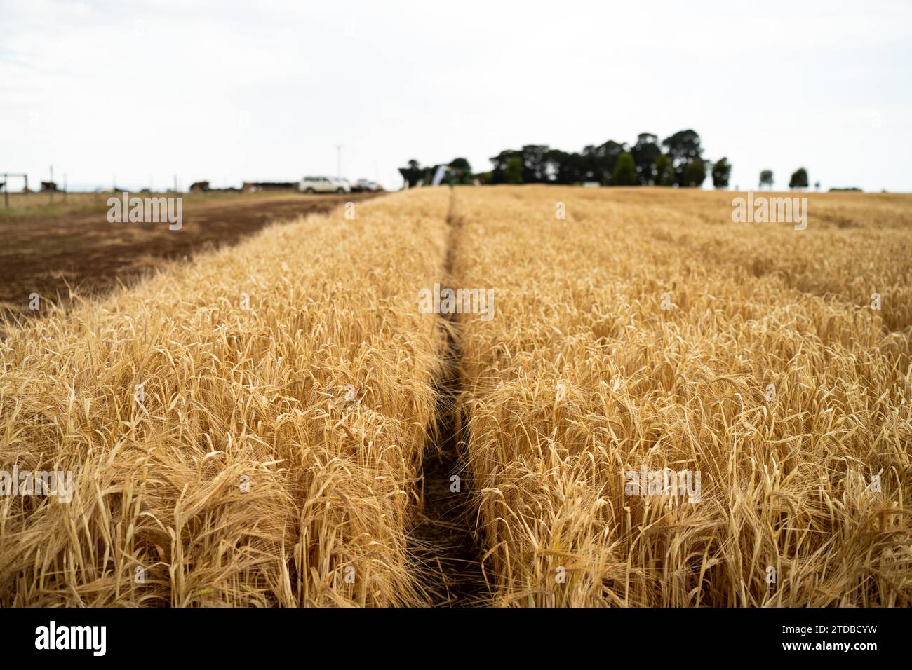 azienda agricola rigenerativa. Coltivare grano e orzo coltivare agricoltura sostenibile in Australia coltivando ranch Foto Stock