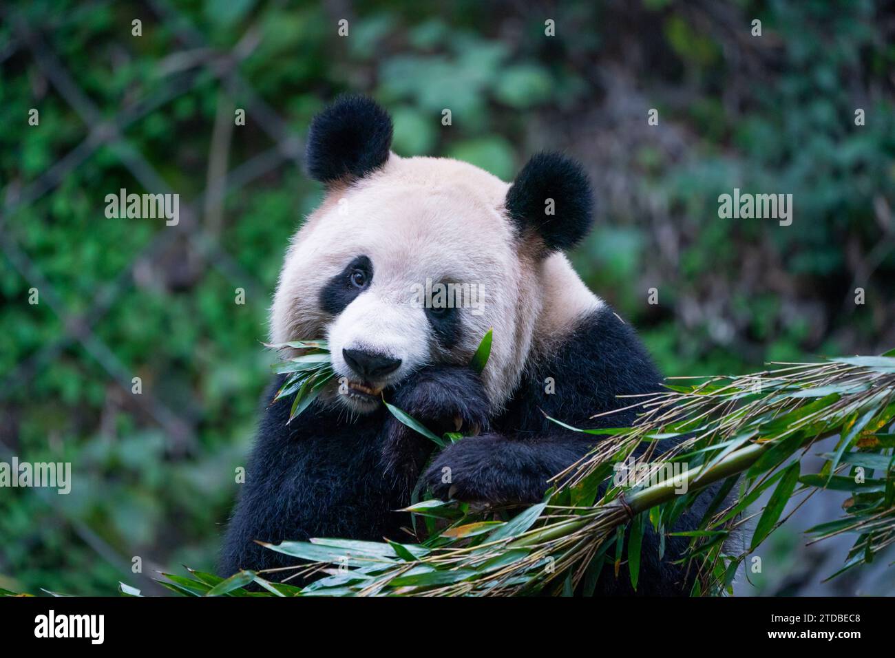 CHONGQING, CINA - 17 DICEMBRE 2023 - Un panda gigante mangia il bambù sotto il vento freddo allo zoo di Chongqing, Cina, 17 dicembre 2023. Foto Stock