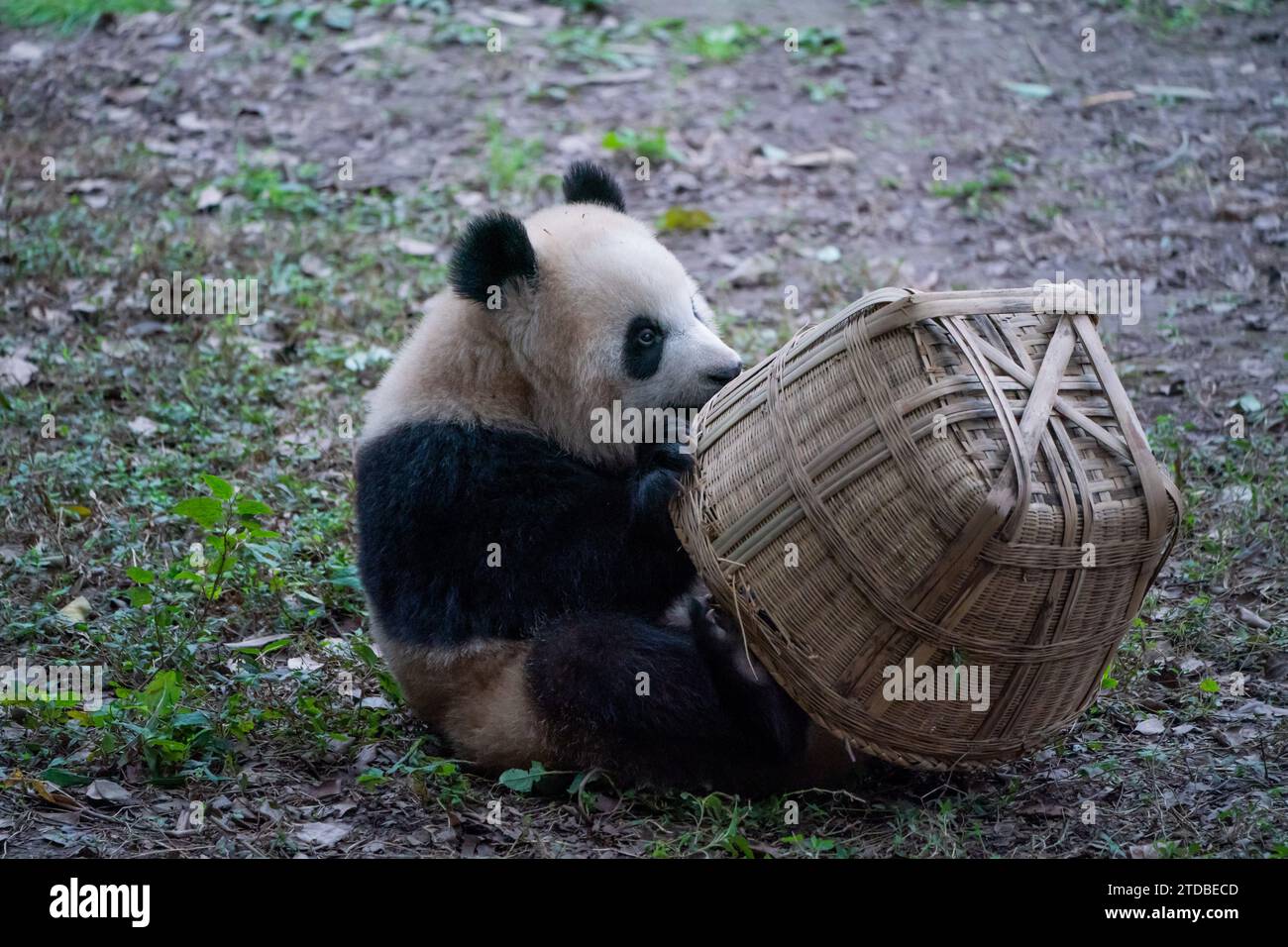 CHONGQING, CINA - 17 DICEMBRE 2023 - Un panda gigante mangia il bambù sotto il vento freddo allo zoo di Chongqing, Cina, 17 dicembre 2023. Foto Stock