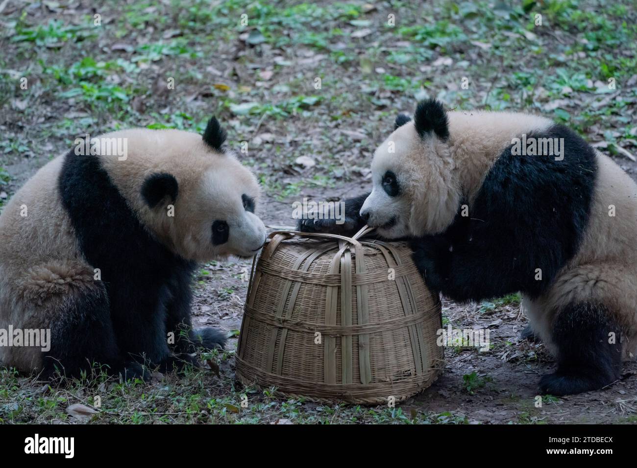 CHONGQING, CINA - 17 DICEMBRE 2023 - i panda giganti giocano nel vento freddo allo zoo di Chongqing a Chongqing, Cina, 17 dicembre 2023. Foto Stock