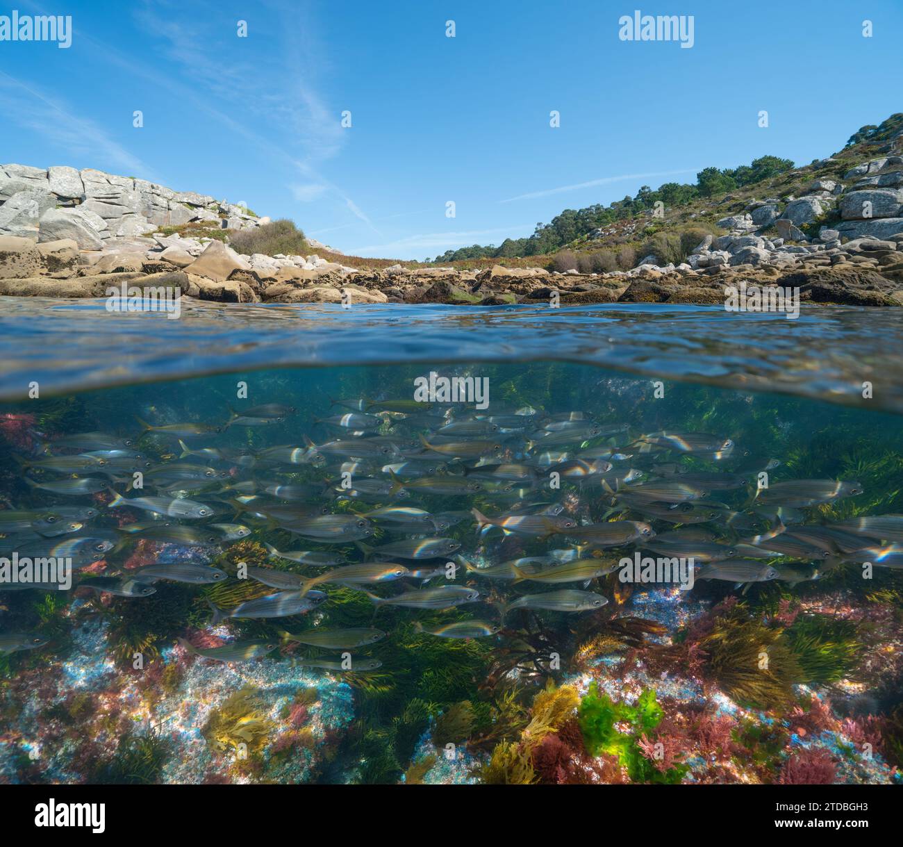 Costa e un branco di pesci sott'acqua (bogue), oceano Atlantico, Spagna, scenario naturale, vista a metà sopra e sotto la superficie dell'acqua, Galizia Foto Stock