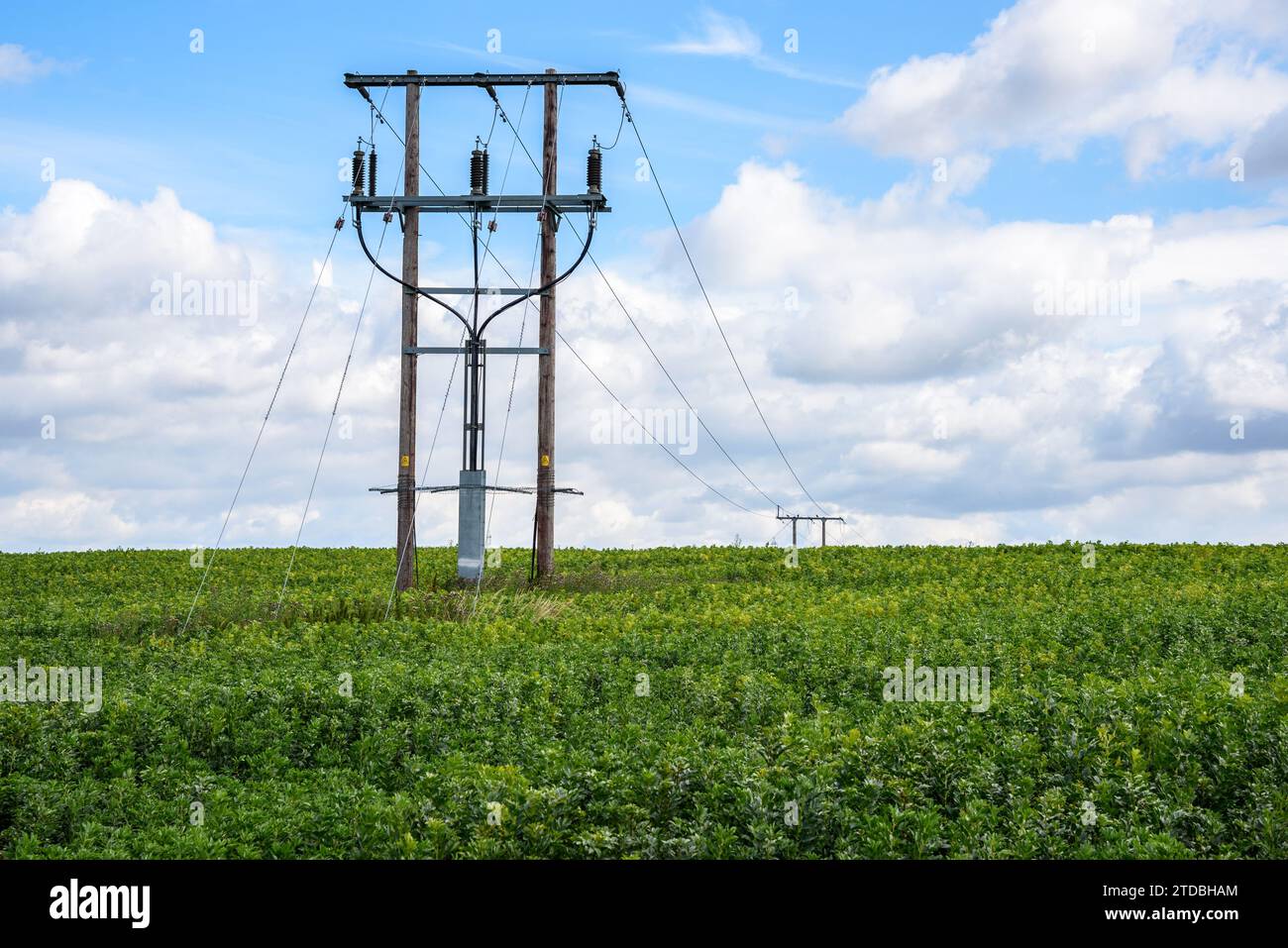 Linee elettriche su un campo coltivato nella campagna inglese in estate Foto Stock