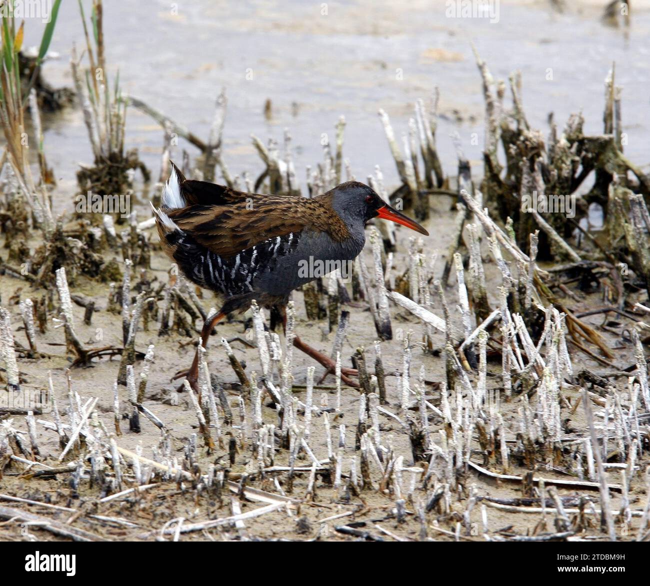 Madrid 06-06-2008 situazione di siccità nel parco nazionale Tablas de Daimiel nella provincia di Ciudad Real foto Jaime García. Crediti: Album / Archivo ABC / Jaime García Foto Stock