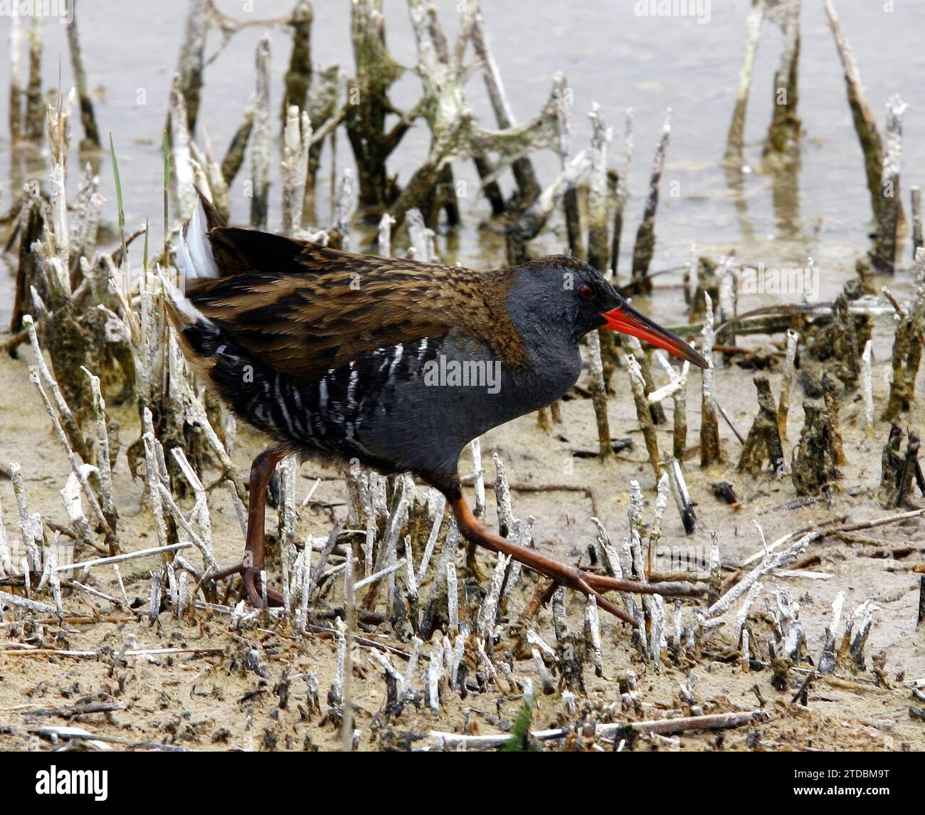 Madrid 06-06-2008 situazione di siccità nel parco nazionale Tablas de Daimiel nella provincia di Ciudad Real foto Jaime García. Crediti: Album / Archivo ABC / Jaime García Foto Stock
