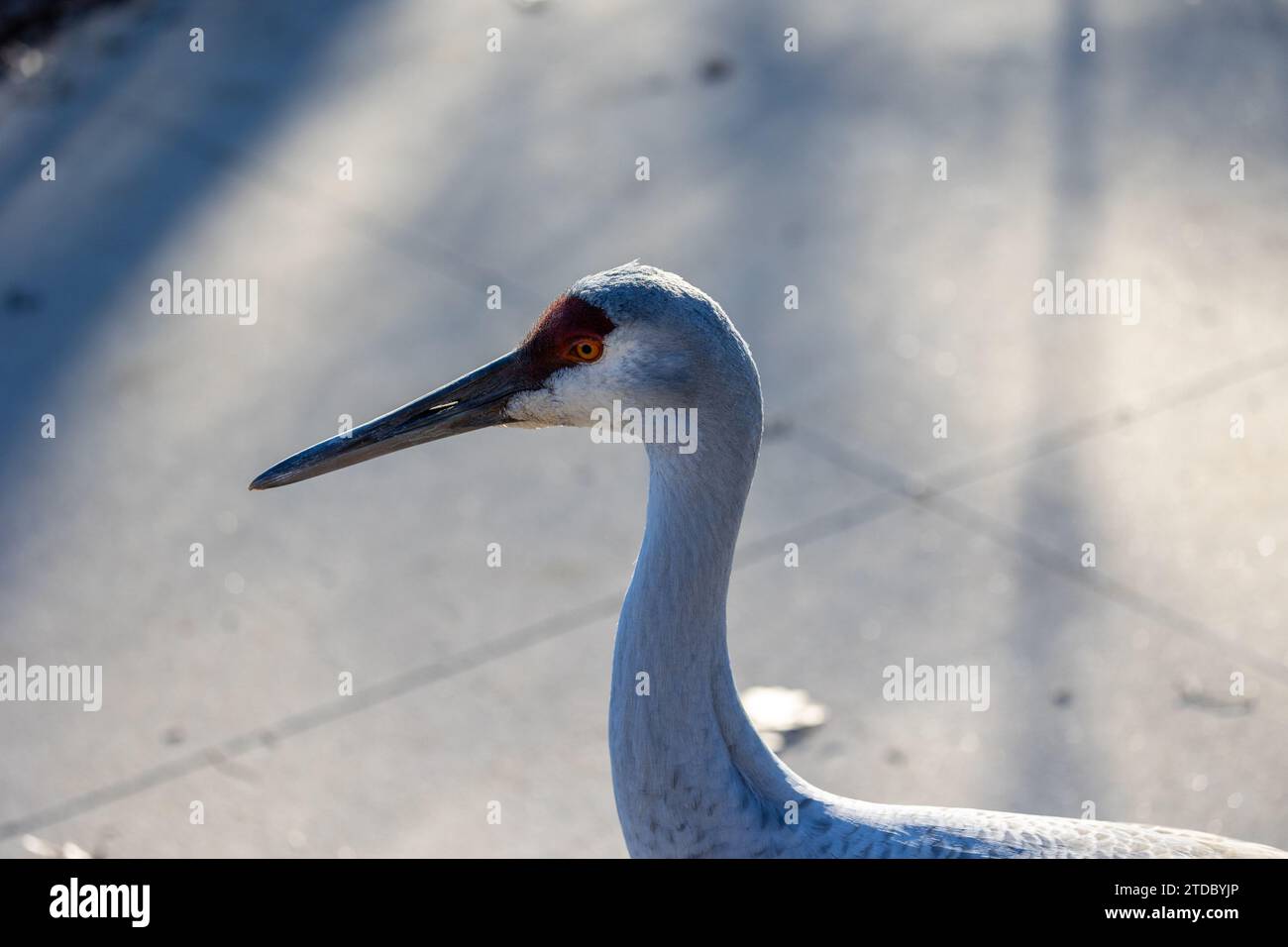 Ritratto di una gru di sabbia Foto Stock