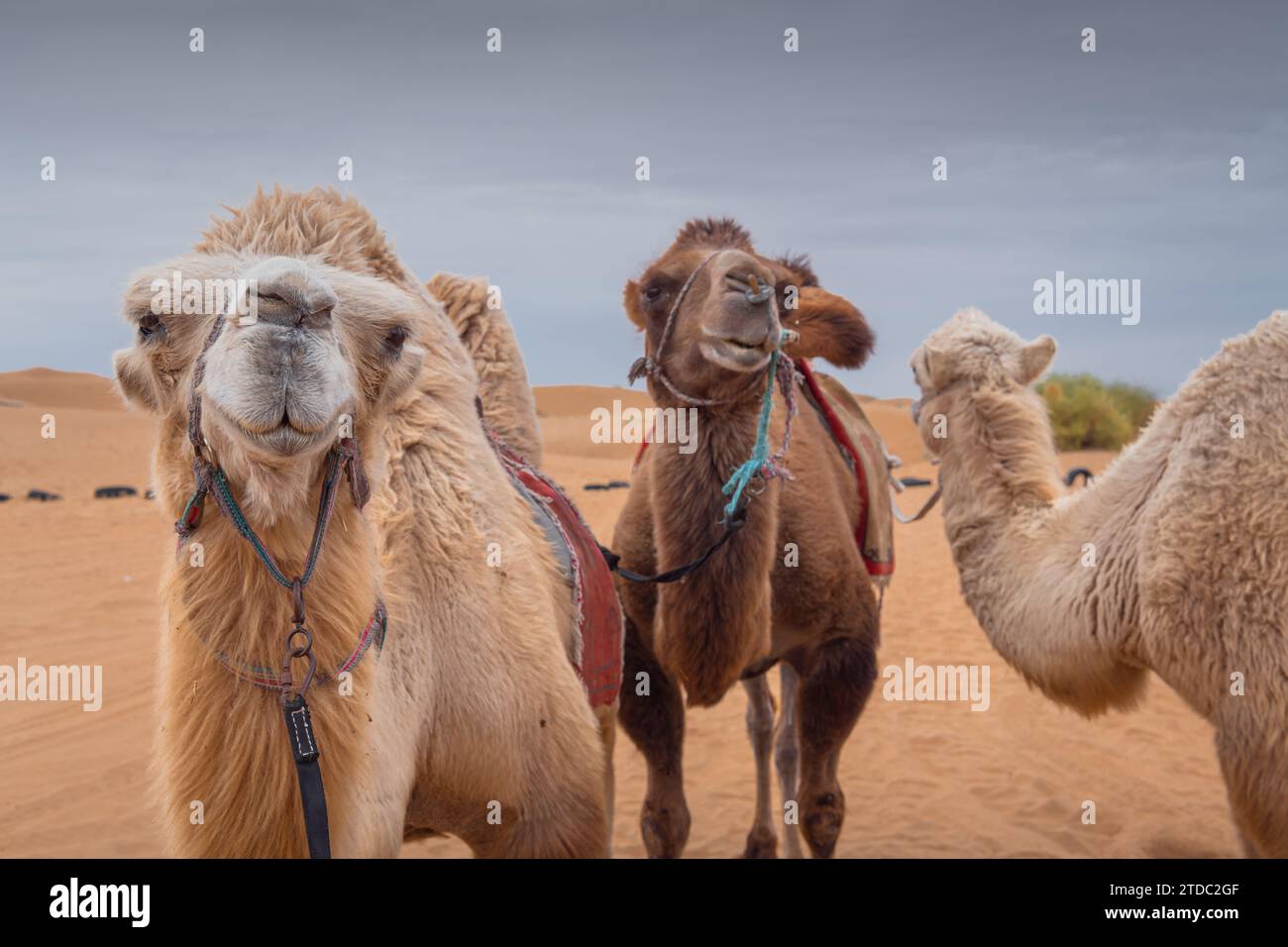 Chiudi un ritratto dei tre divertenti cammelli nel deserto della Mongolia interna, Cina. Umorismo animali, copia spazio per il testo Foto Stock