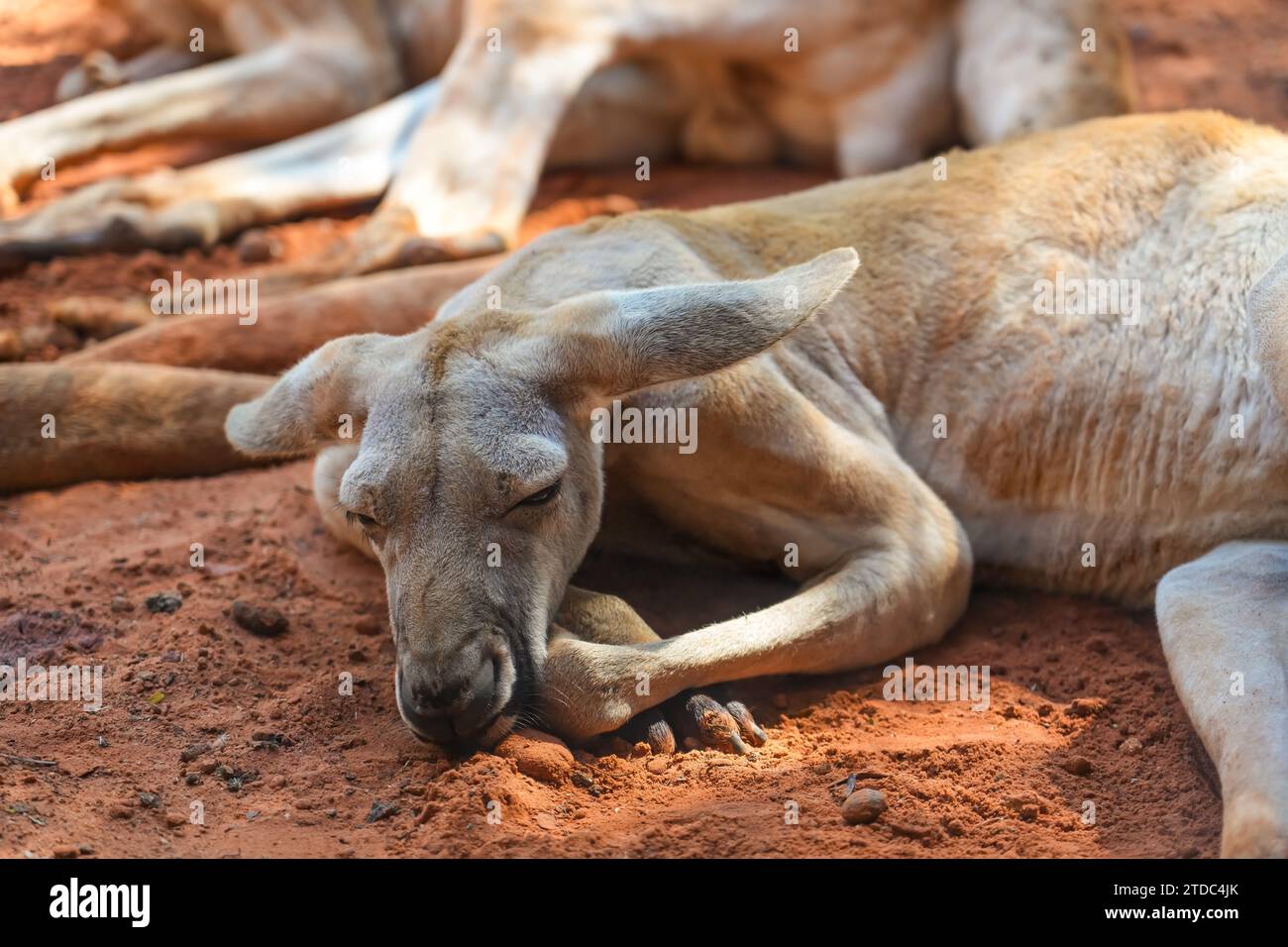 Il canguro rosso giace dormendo e riposa in un luogo ombreggiato Foto Stock