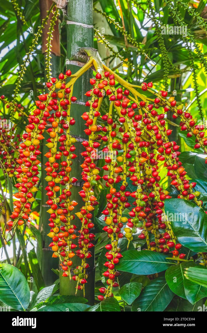 Frutti di bosco rossi MacArthur Palma Ptychosperma macarthurii foglie verdi Waikiki Honolulu Oahu Hawaii. Scoperto in Australia da Horticulturalist Foto Stock