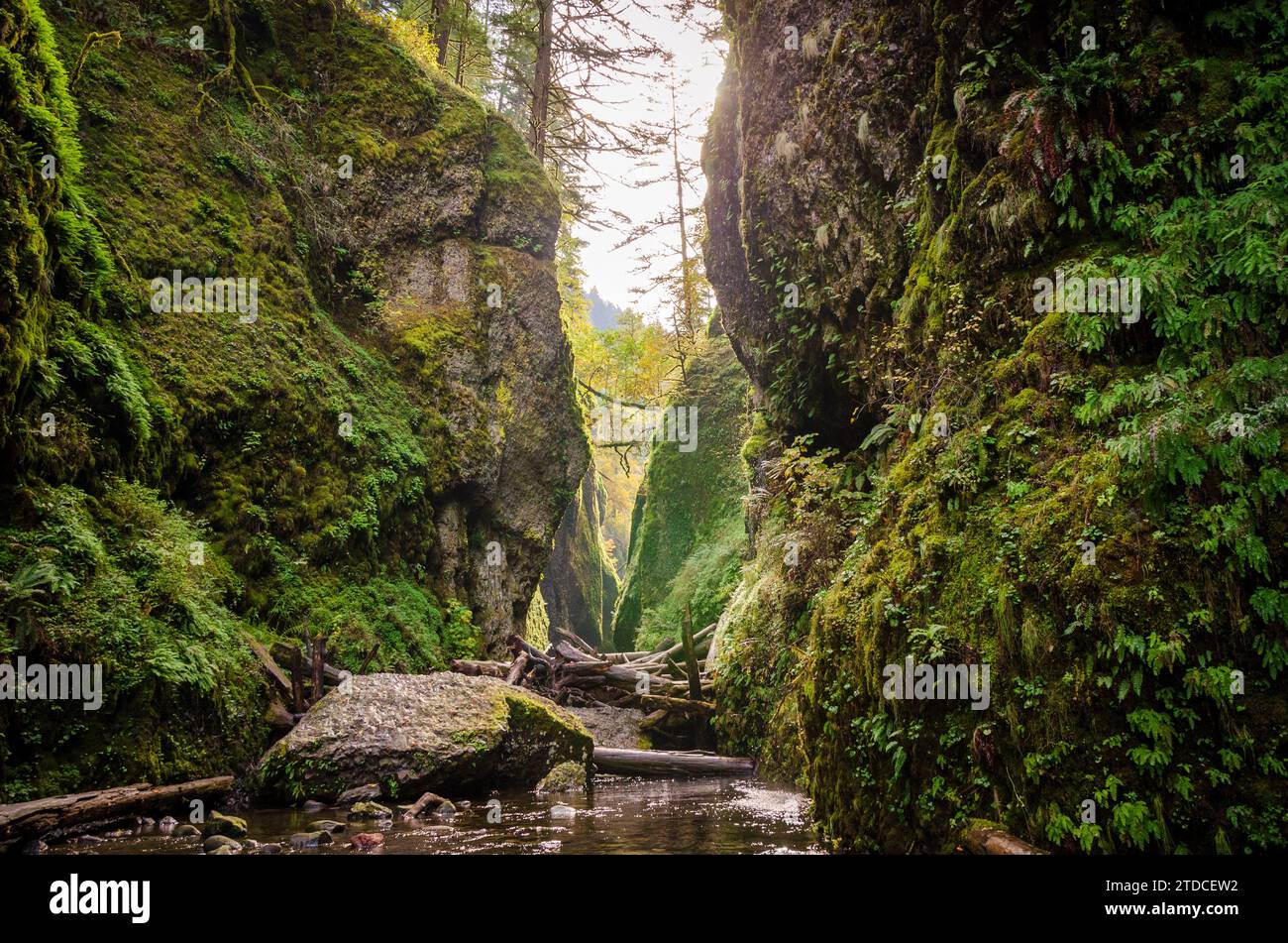 Alte scogliere ricoperte di muschio si chiudono attorno a un masso e a un blocco di tronchi, con un cielo pallido in alto sopra il canyon stretto, nella Columbia River Gorge. Foto Stock