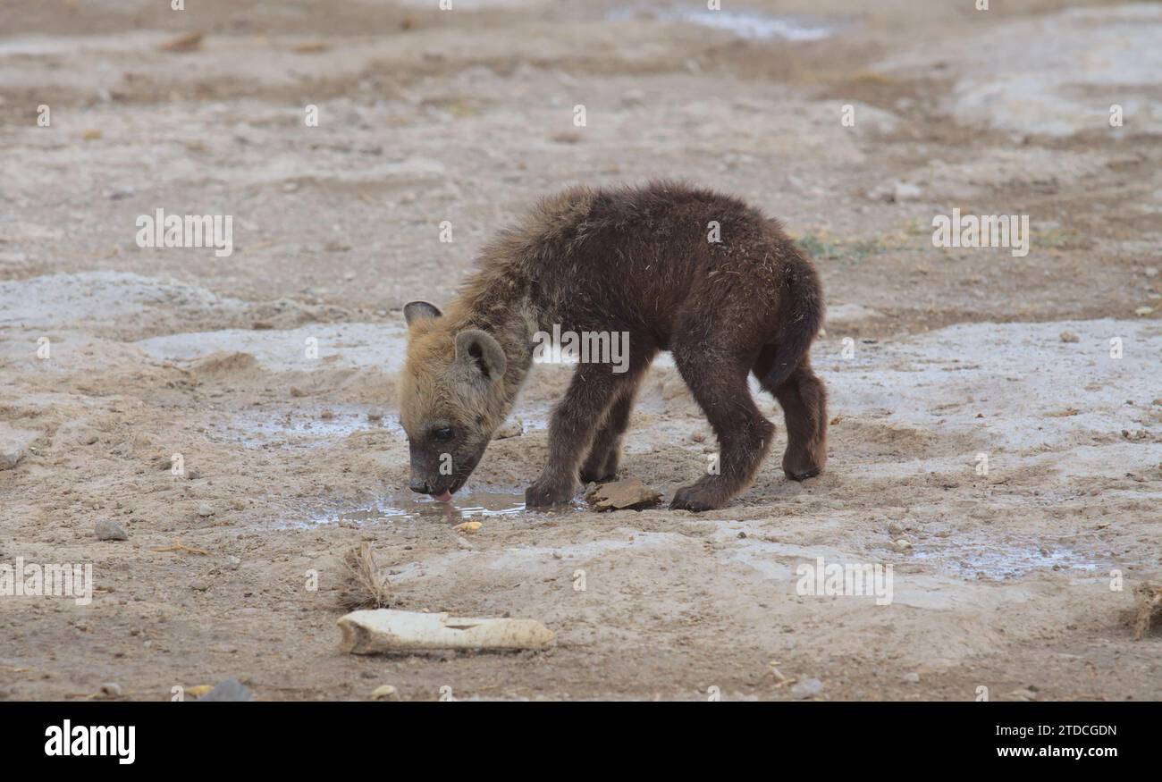 carino e assetato che ride l'acqua potabile di una pozzanghera nel selvaggio parco nazionale di amboseli, kenya Foto Stock