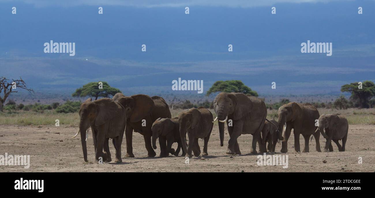 mandrie di elefanti africani compiono il loro trekking giornaliero dalle colline pedemontane del monte kilimanjaro al parco nazionale di amboseli, in kenya, alla ricerca dell'acqua Foto Stock