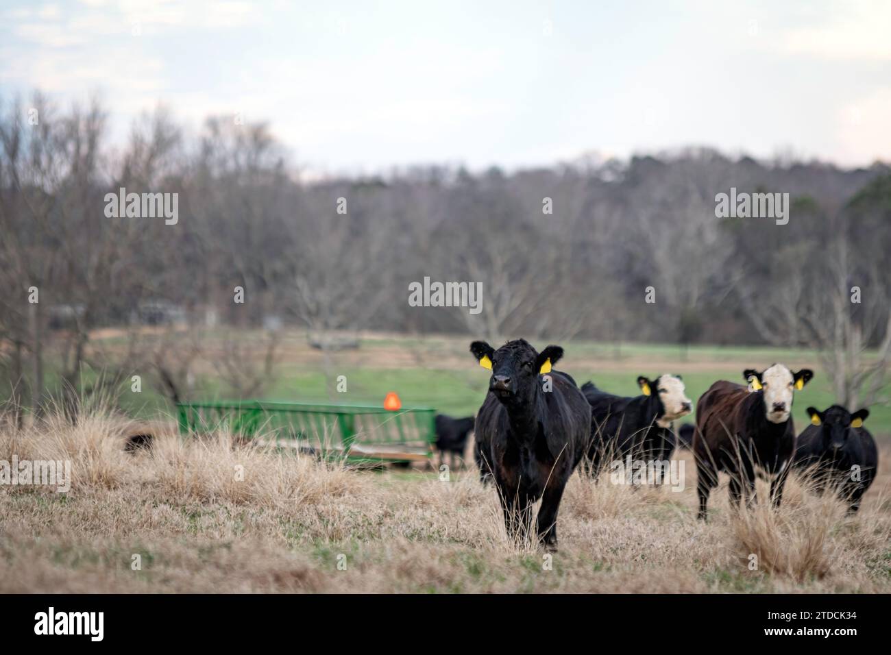 Le mucche Angus e baldy nere si trovano in collina con l'alimentatore di fieno per rimorchi sullo sfondo in un pascolo di gennaio nell'Alabama centrale. Foto Stock