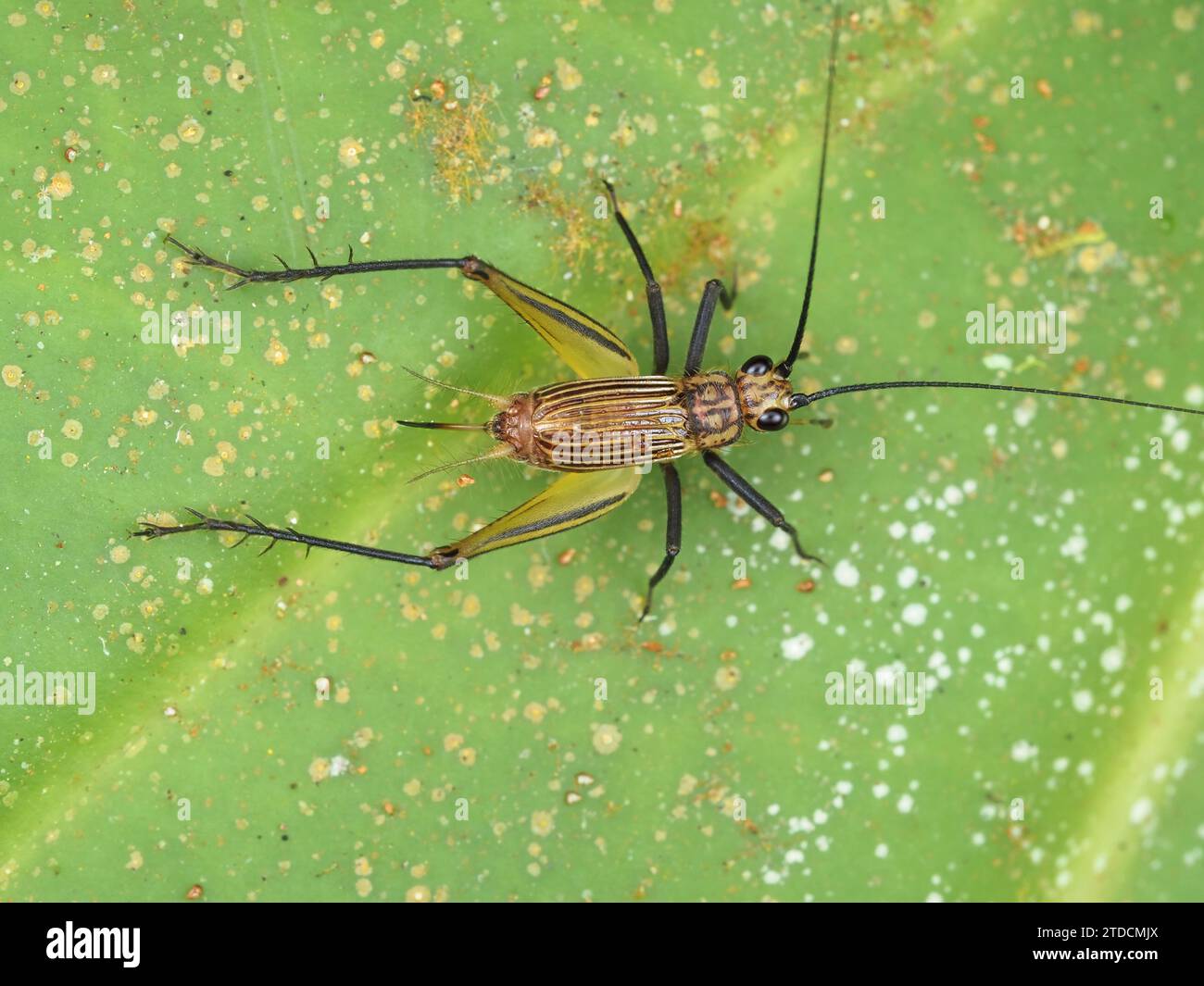 Un cricket identificato come Nanixipha nahoa dalle Hawaii, su una foglia verde, foto macro Foto Stock