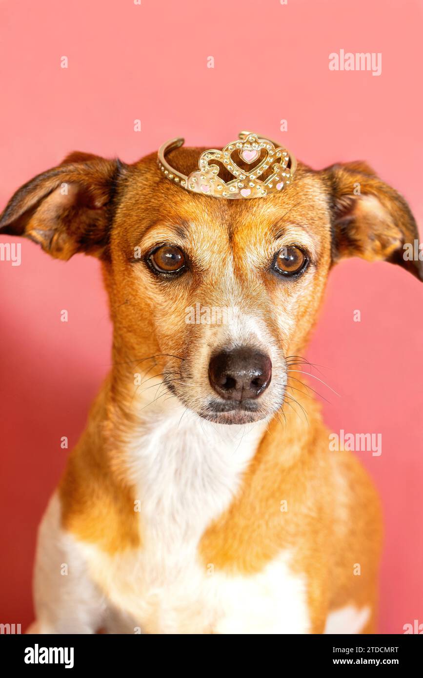 Cane donna che indossa una corona da principessa Foto Stock