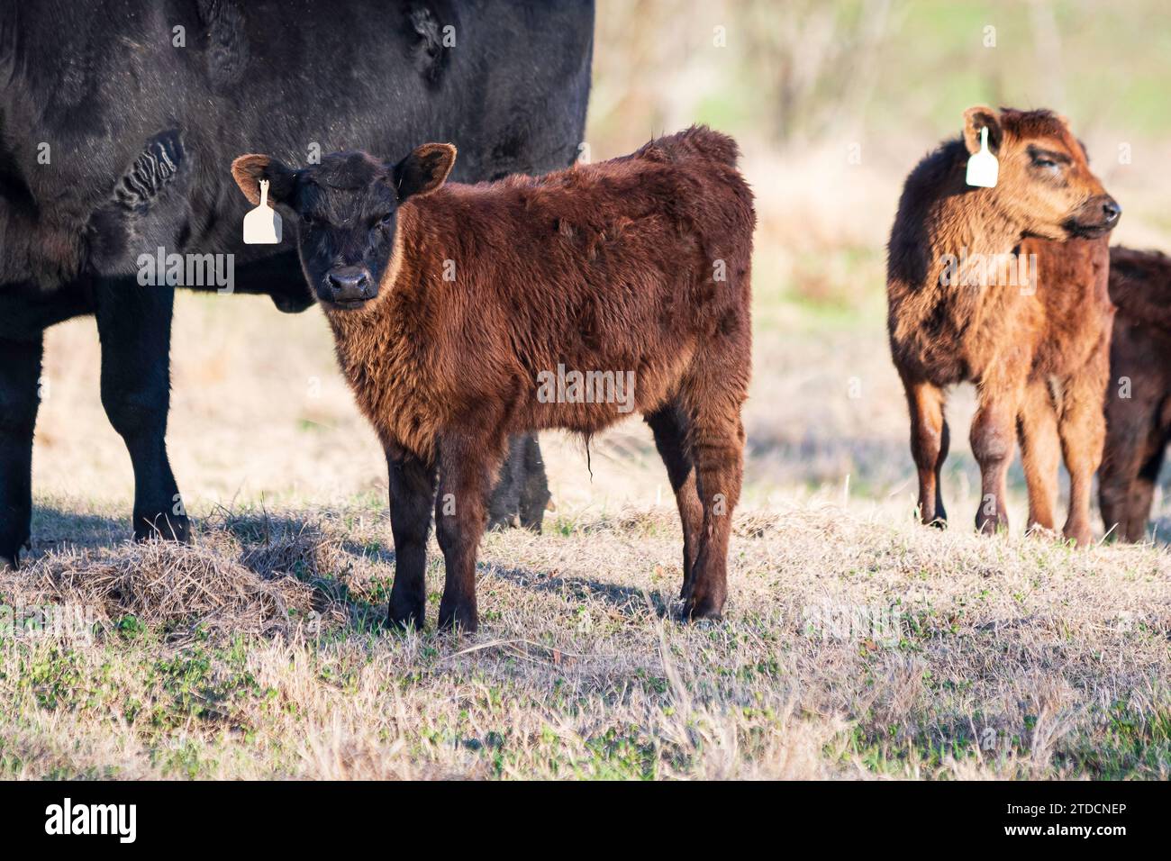 Angus Calf che guarda la telecamera mentre si trova accanto a sua madre. Foto Stock