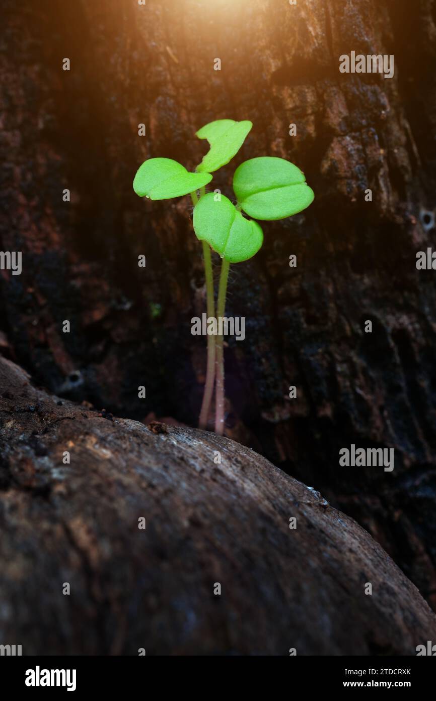 Sprout vegetale nutrito dalla luce del sole Foto Stock