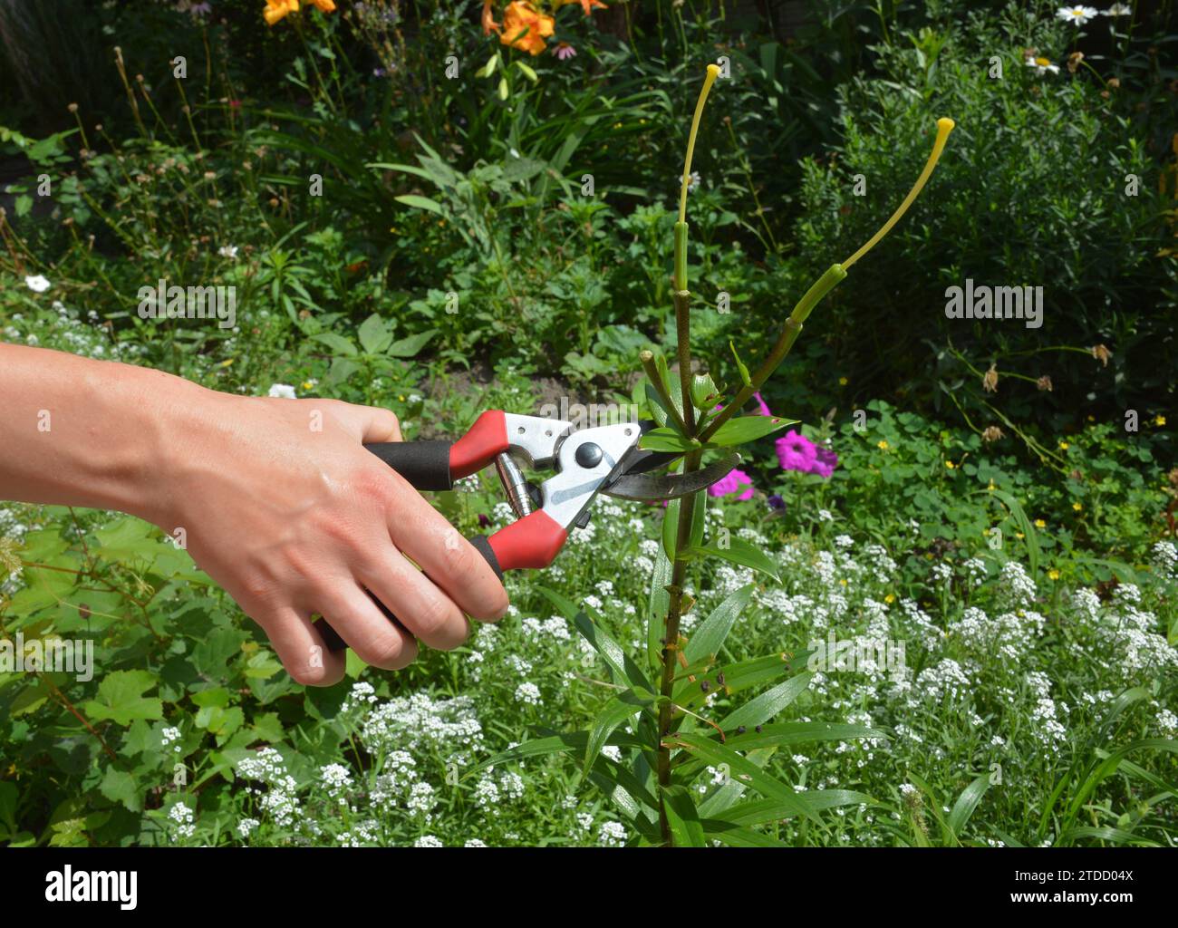 Gigli da giardinaggio in giardino. Deadheading, fiore di giglio potato in estate Foto Stock