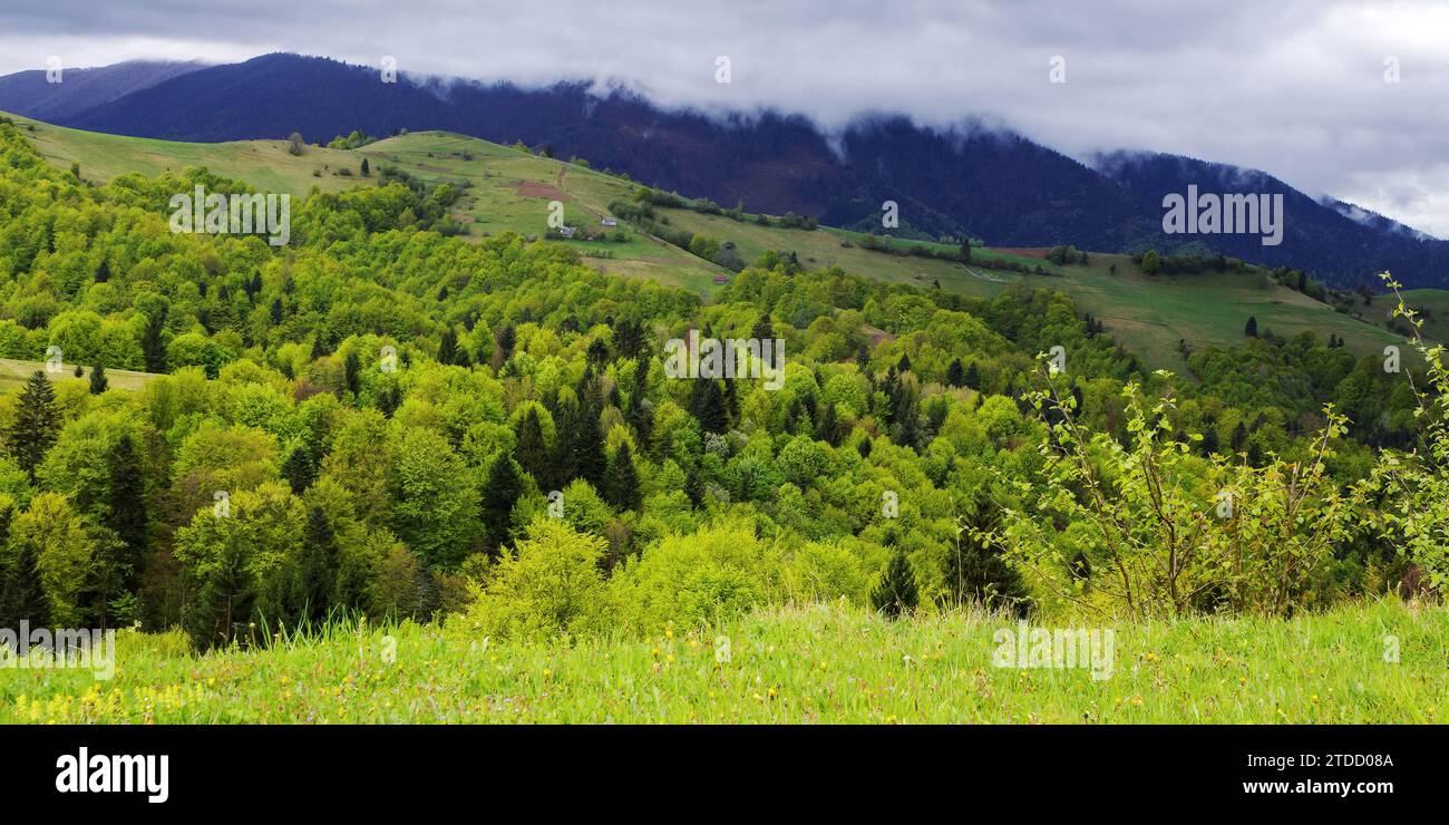 paesaggio rurale con prati erbosi e pascoli. paesaggi di campagna montuosi in primavera in una giornata nuvolosa Foto Stock