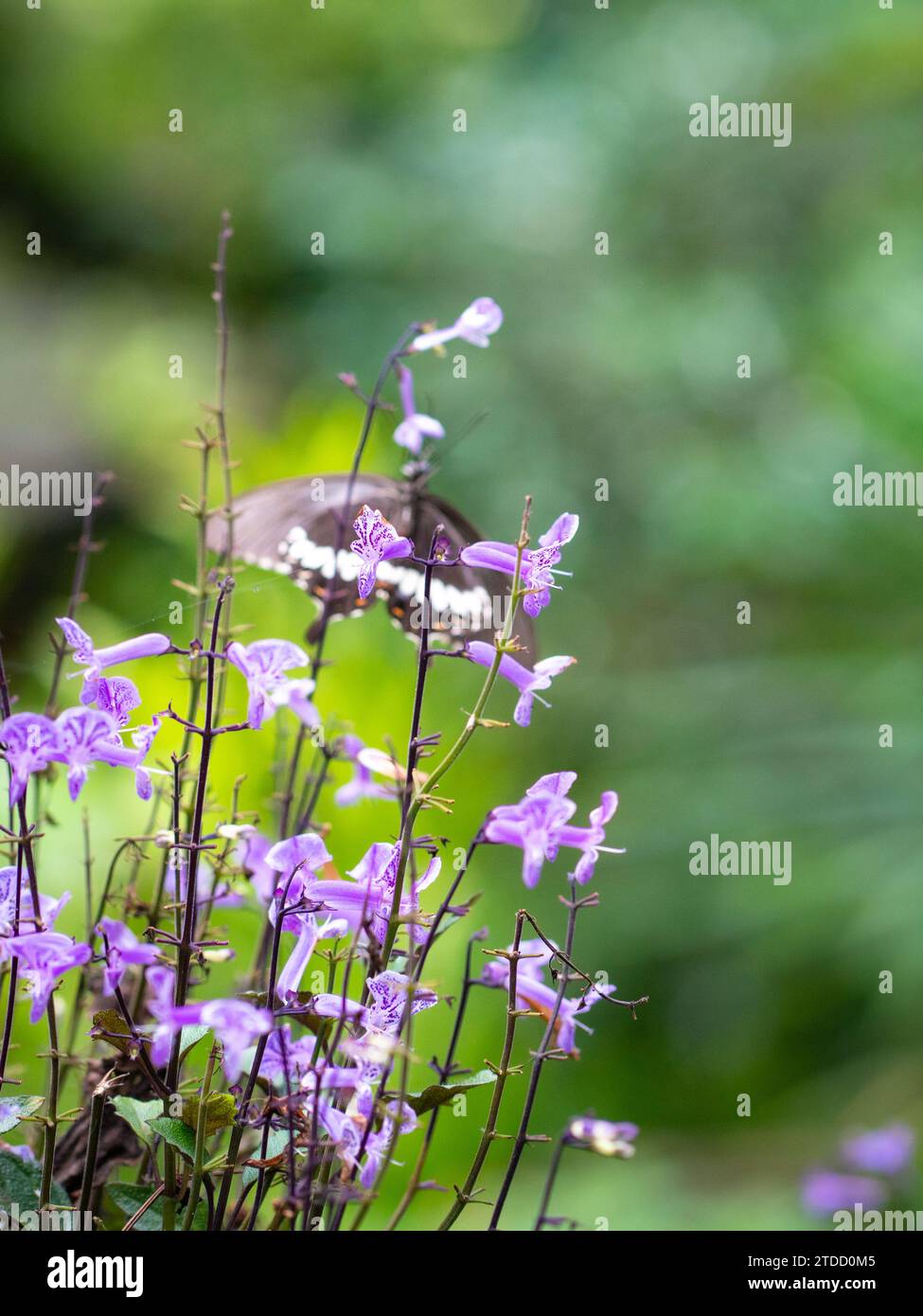Giardino con farfalle e fiore di Mona Lavanda. Copia spazio. Foto Stock