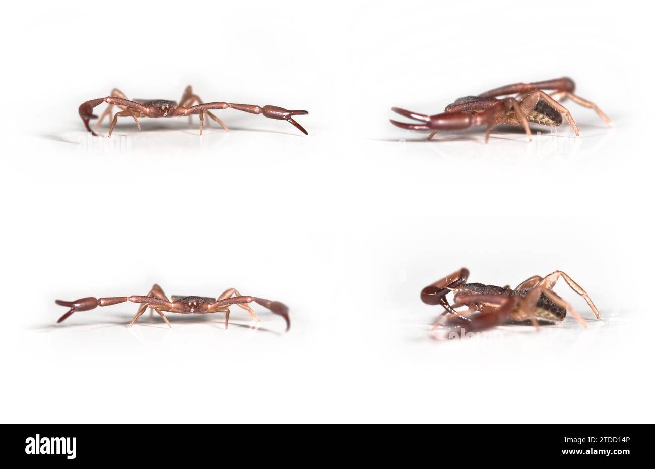Pseudoscorpion, Chelifer cancroides in varie posizioni. Dimensione 3,5 mm Foto Stock