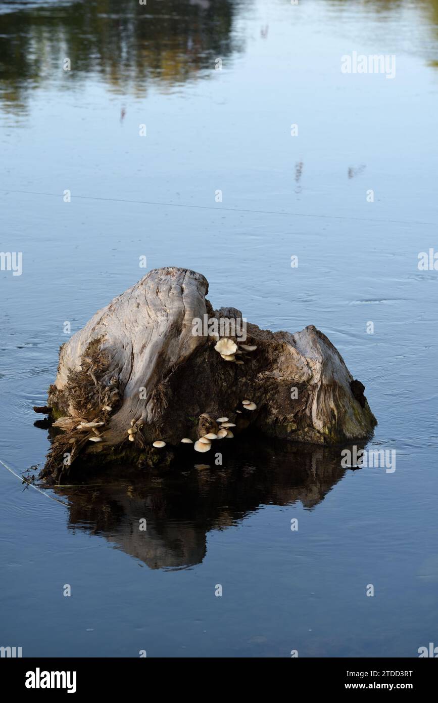 Fungo di pioppo o Pioppini di velluto, Cyclocybe aegerita, noto anche come funghi cilinddracea di Agrocybe che crescono sul ceppo sommerso di pioppo nel fiume Foto Stock