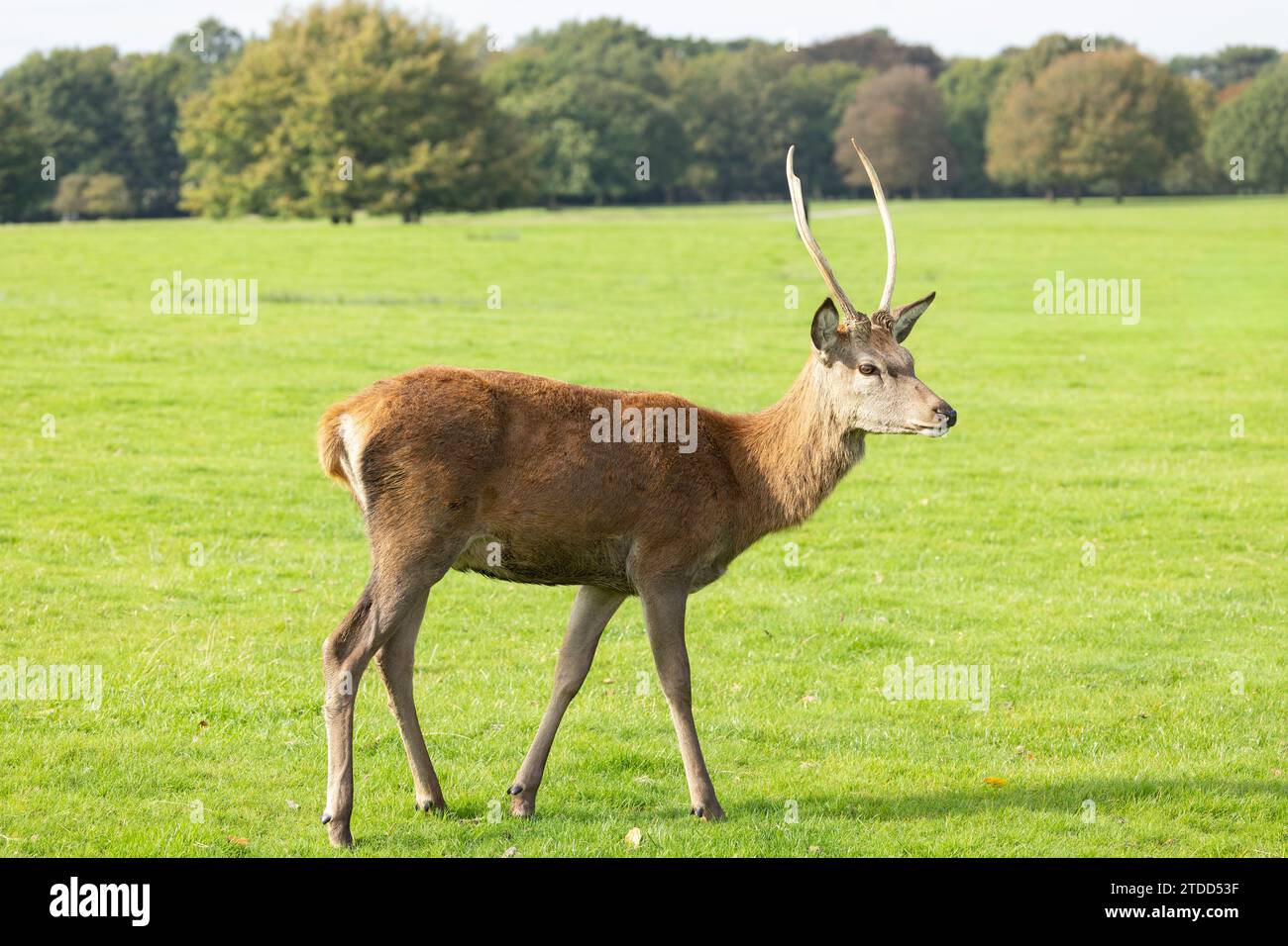 Ritratto del giovane cervo europeo Cervo elafo nel paesaggio autunnale Foto Stock