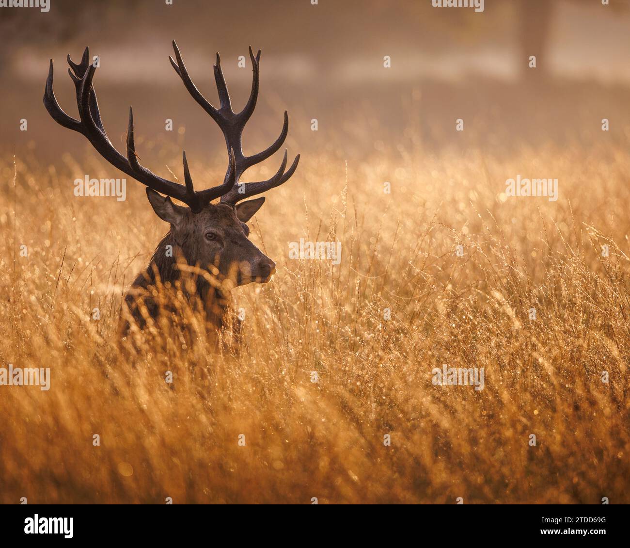 La stagione dei rut per i cervi del Regno Unito INCANTEVOLI foto delle splendide acque del Richmond Park e della ricca fauna selvatica sono state catturate la scorsa settimana fino al 14 Foto Stock
