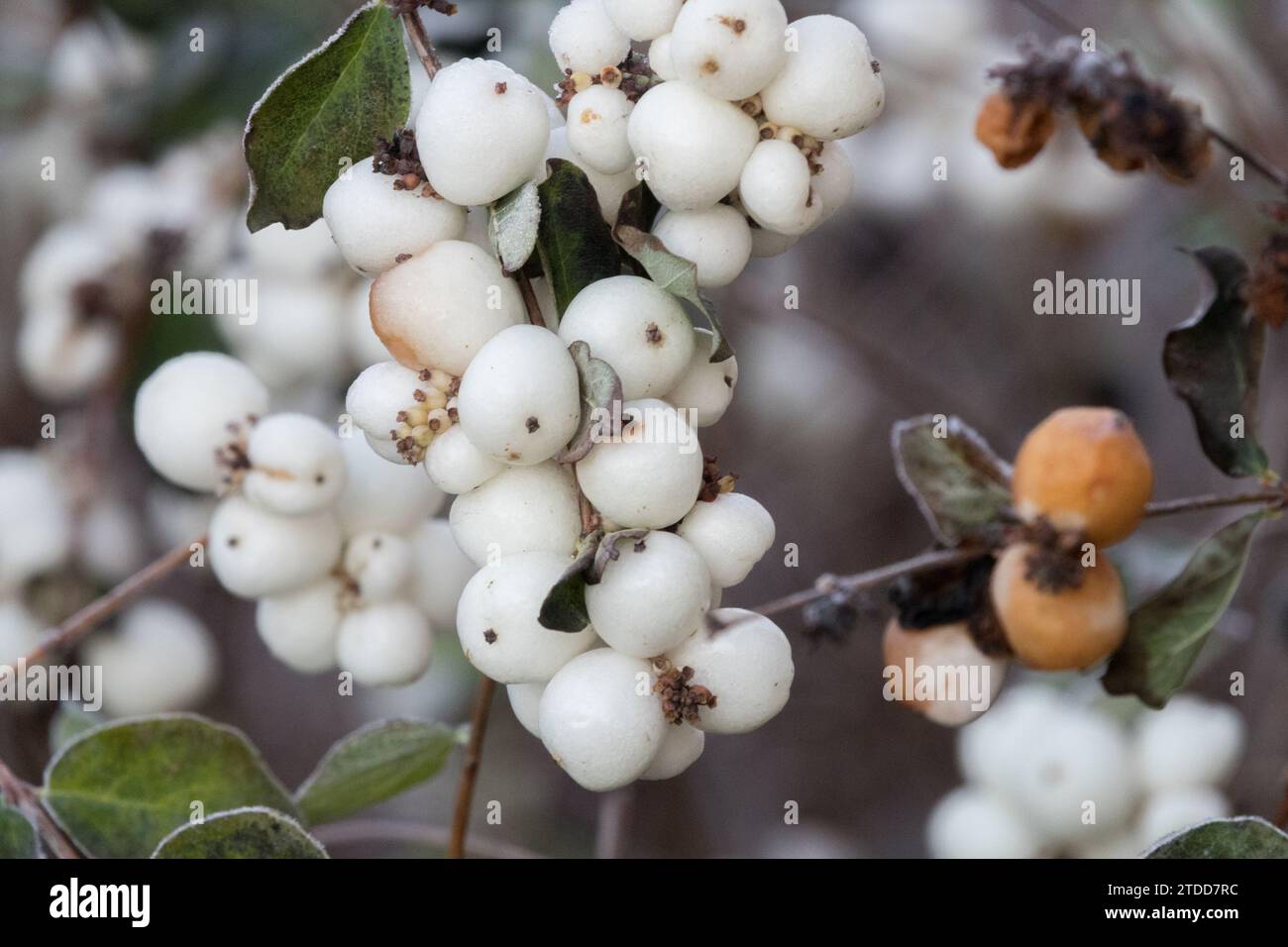 White, Winter, Berries, Symphoricarpos albus Foto Stock