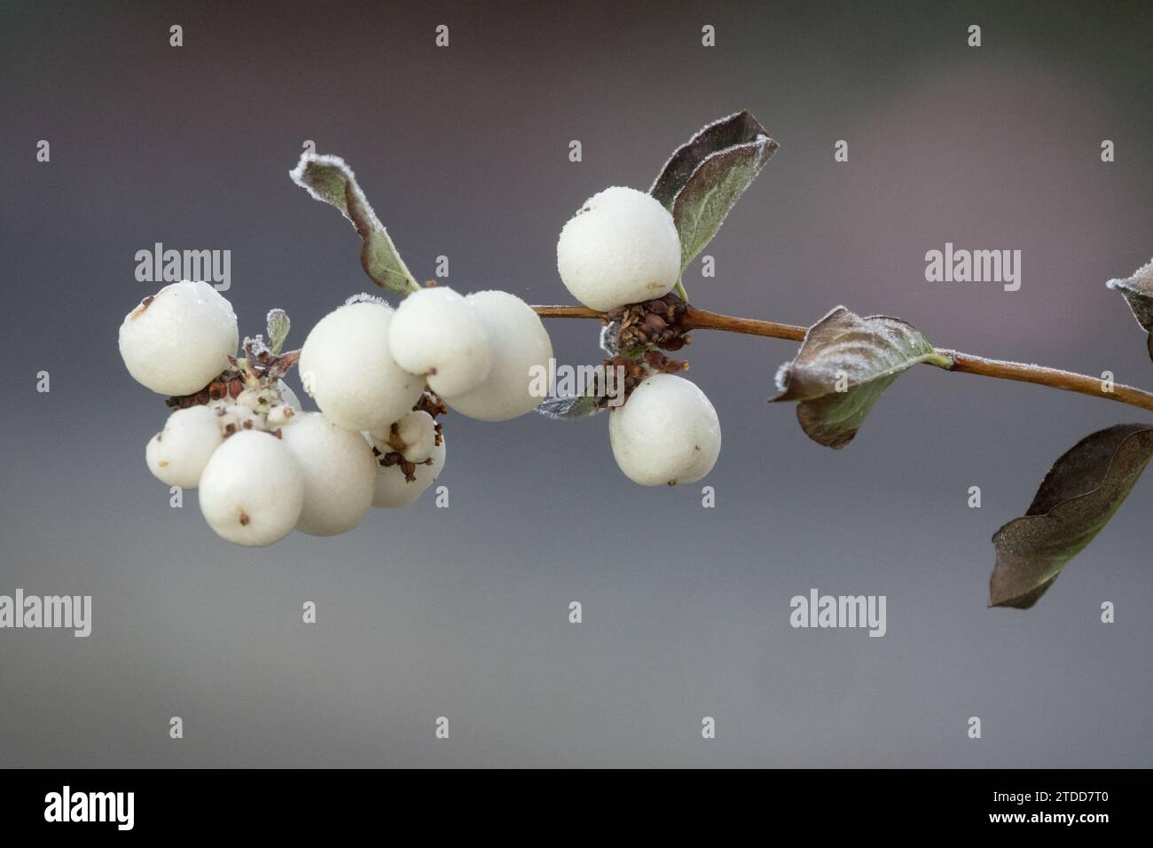 White, Berries, Symphoricarpos albus, Winter, Snowberry Foto Stock
