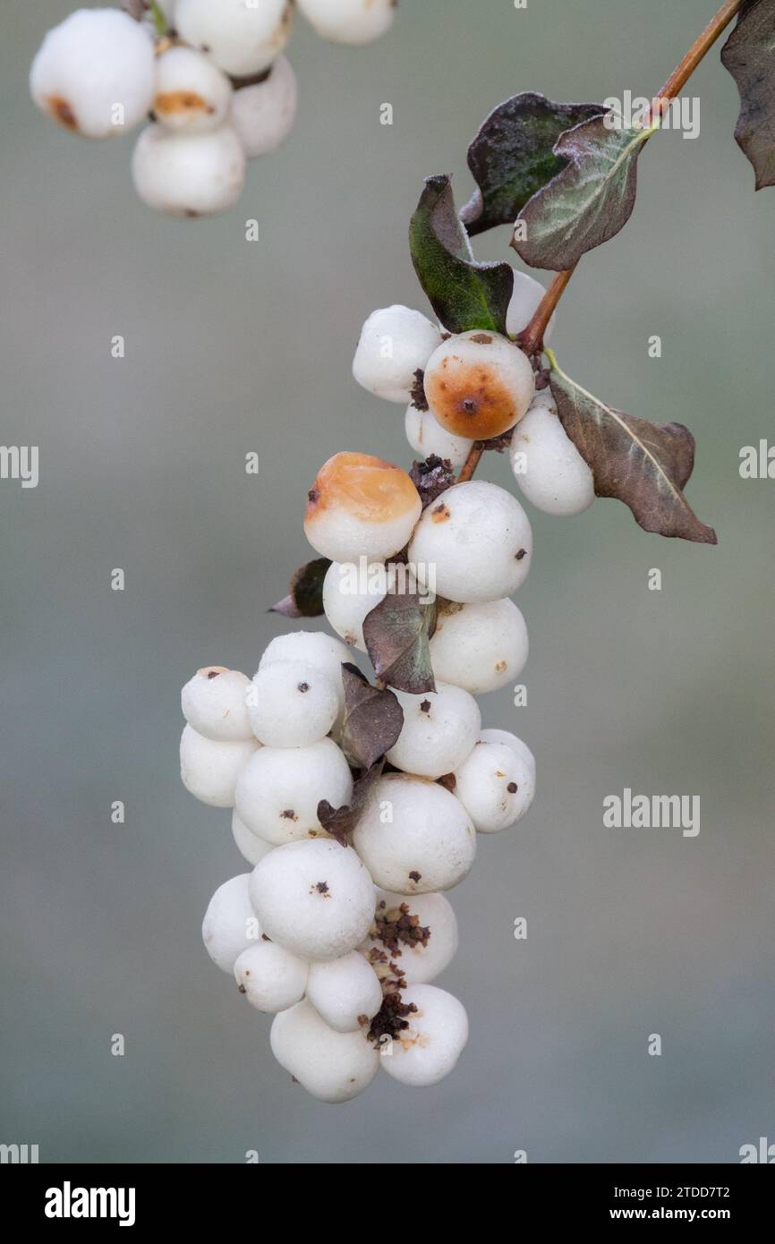 Bacche di neve comuni, Symphoricarpos albus, mela ghiacciata, bacche di neve bianche, bacche, inverno, bianco, frutta, arbusti, semi Foto Stock