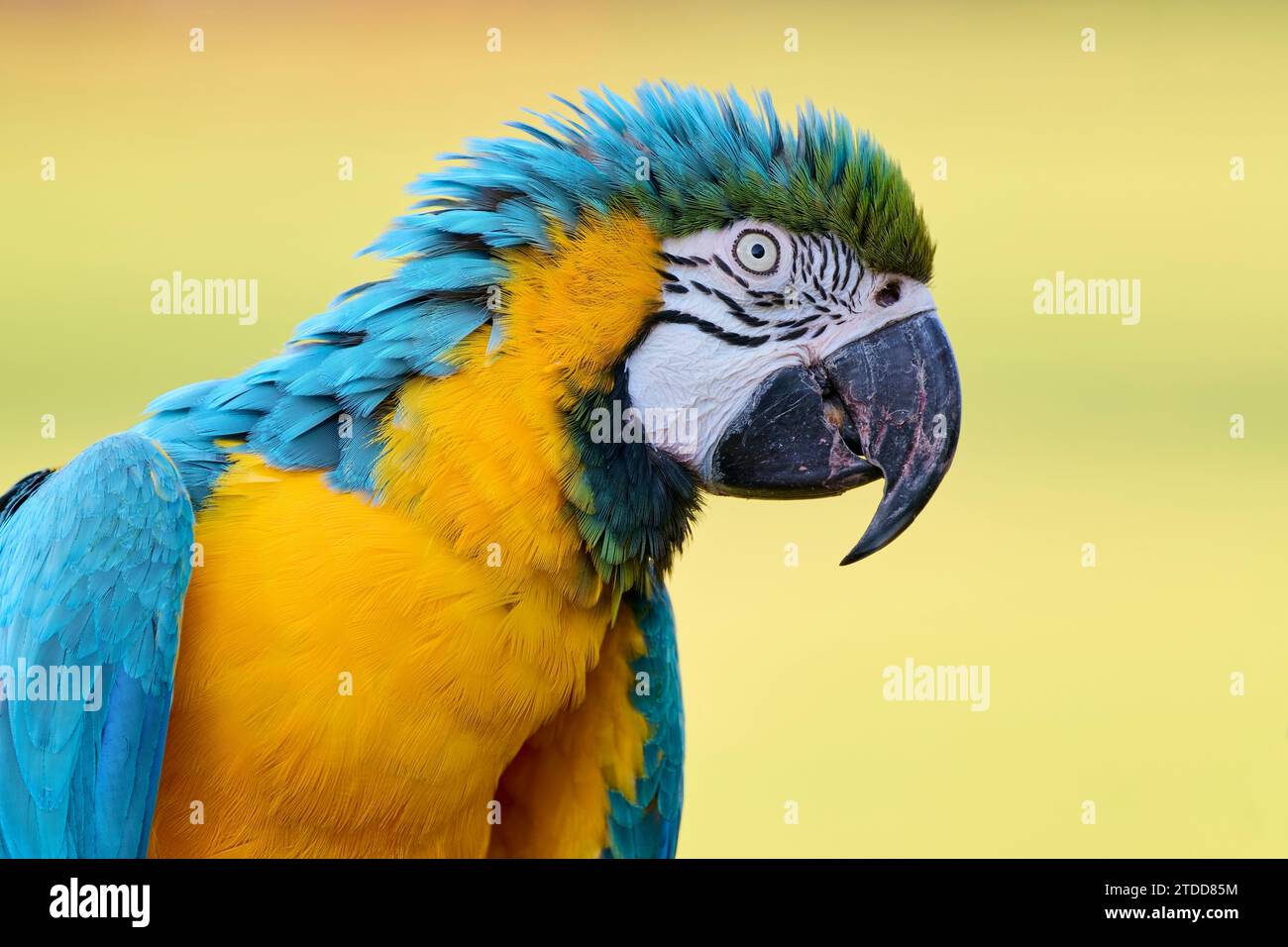 Gelbbrustara, Ara arauna, macaw blu e giallo Foto Stock