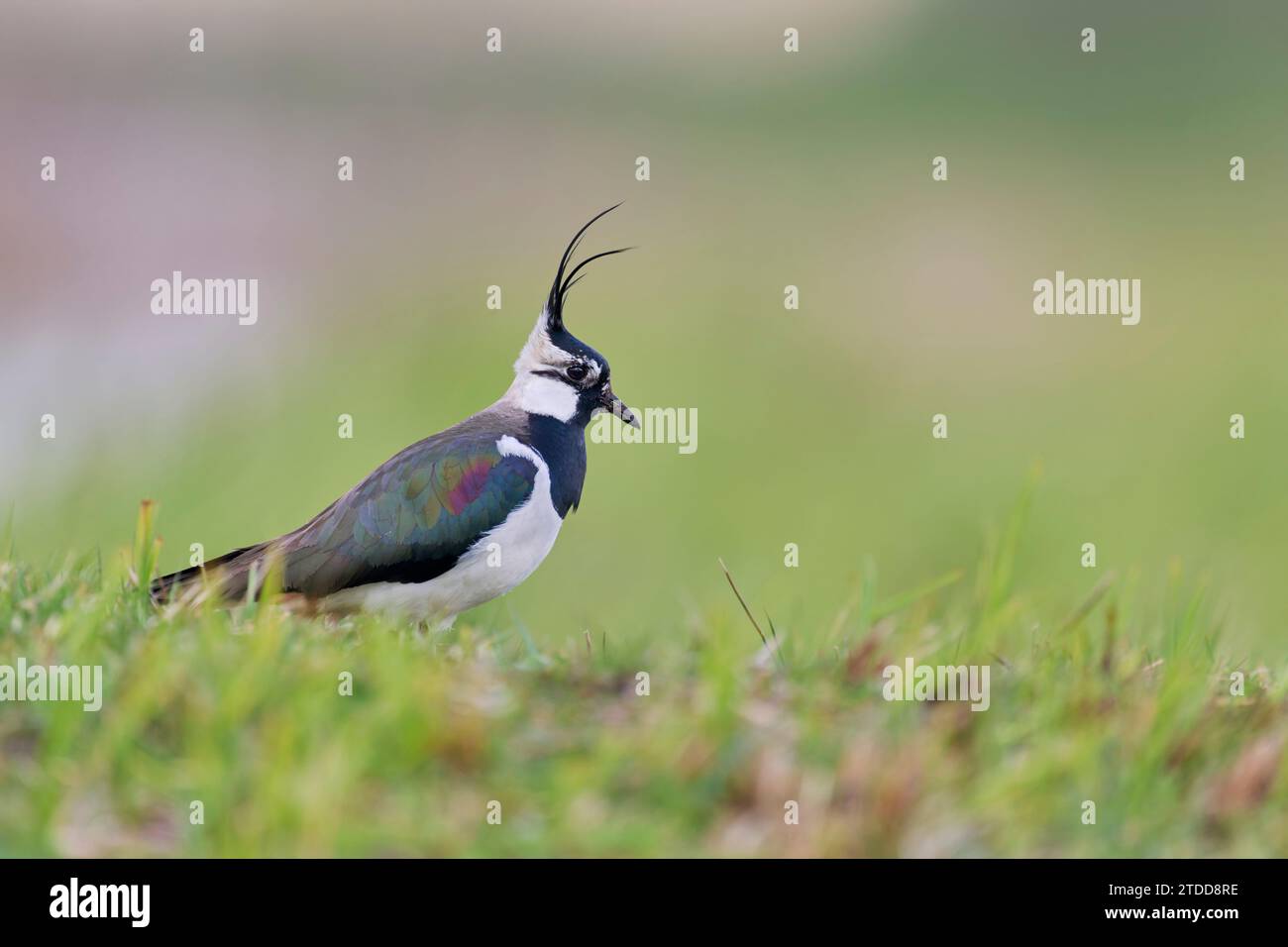 Kiebitz, Vanellus vanellus, Pavoncella Foto Stock
