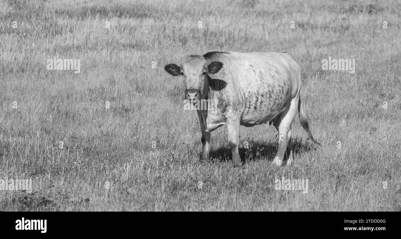 mucca singola in posa su un prato Foto Stock