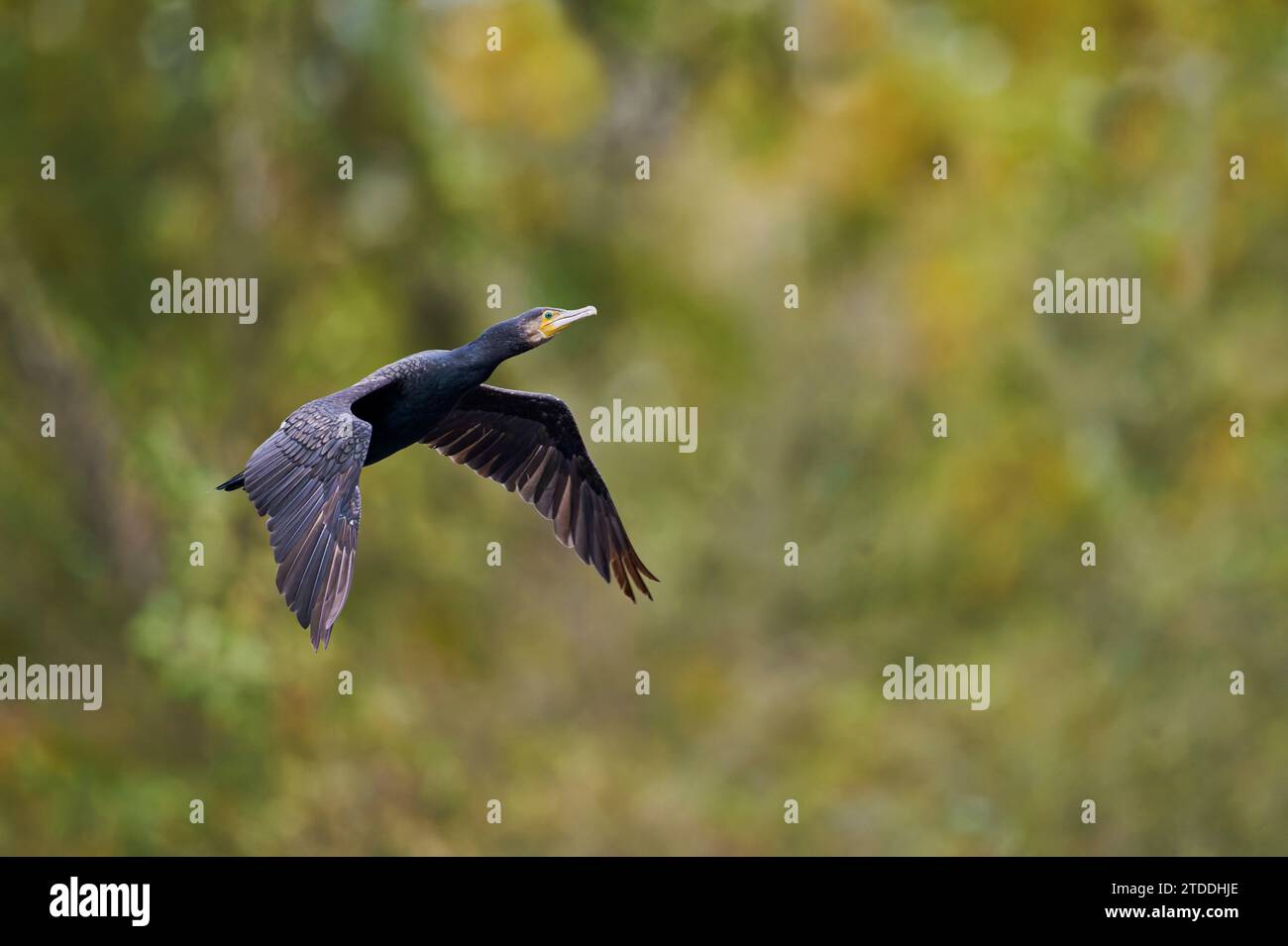 Kormoran, Phalacrocorax carbo, grande cormorano nero Foto Stock