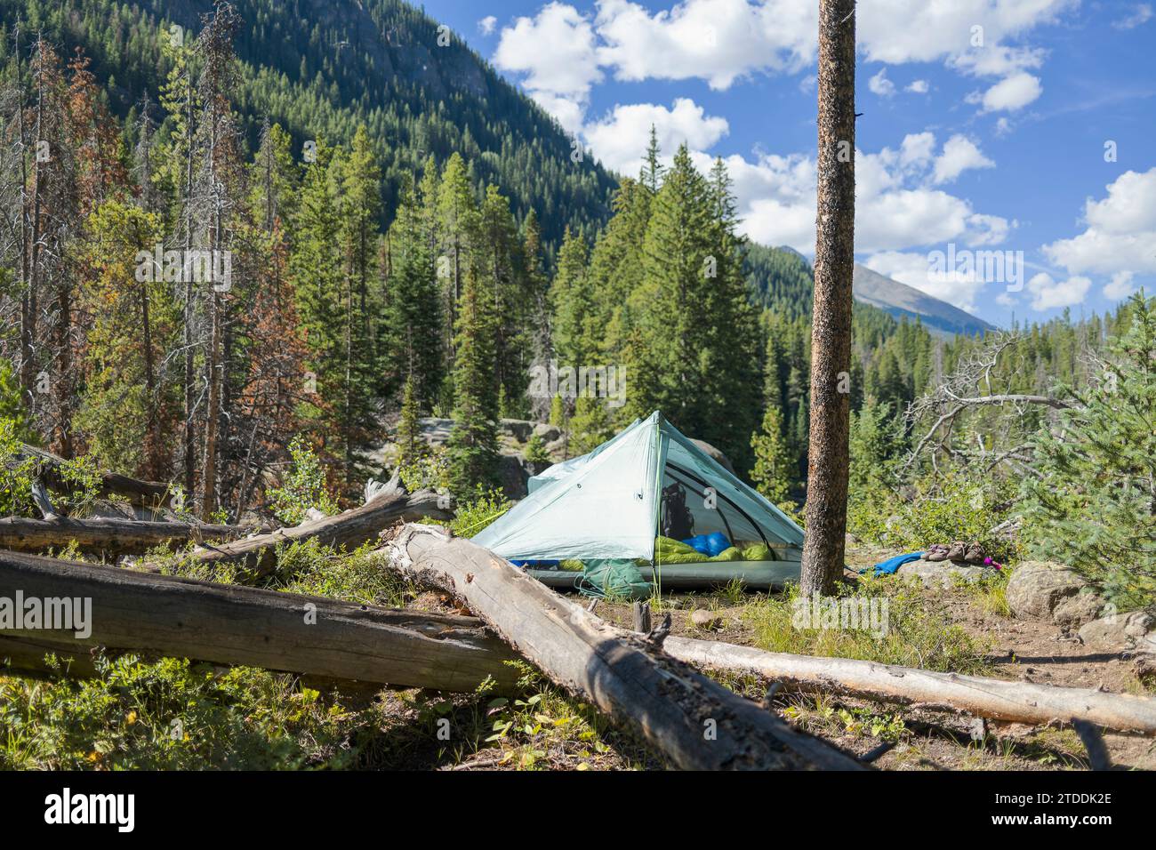 Campeggio in un tranquillo paesaggio di foreste di conifere a Colorad Foto Stock
